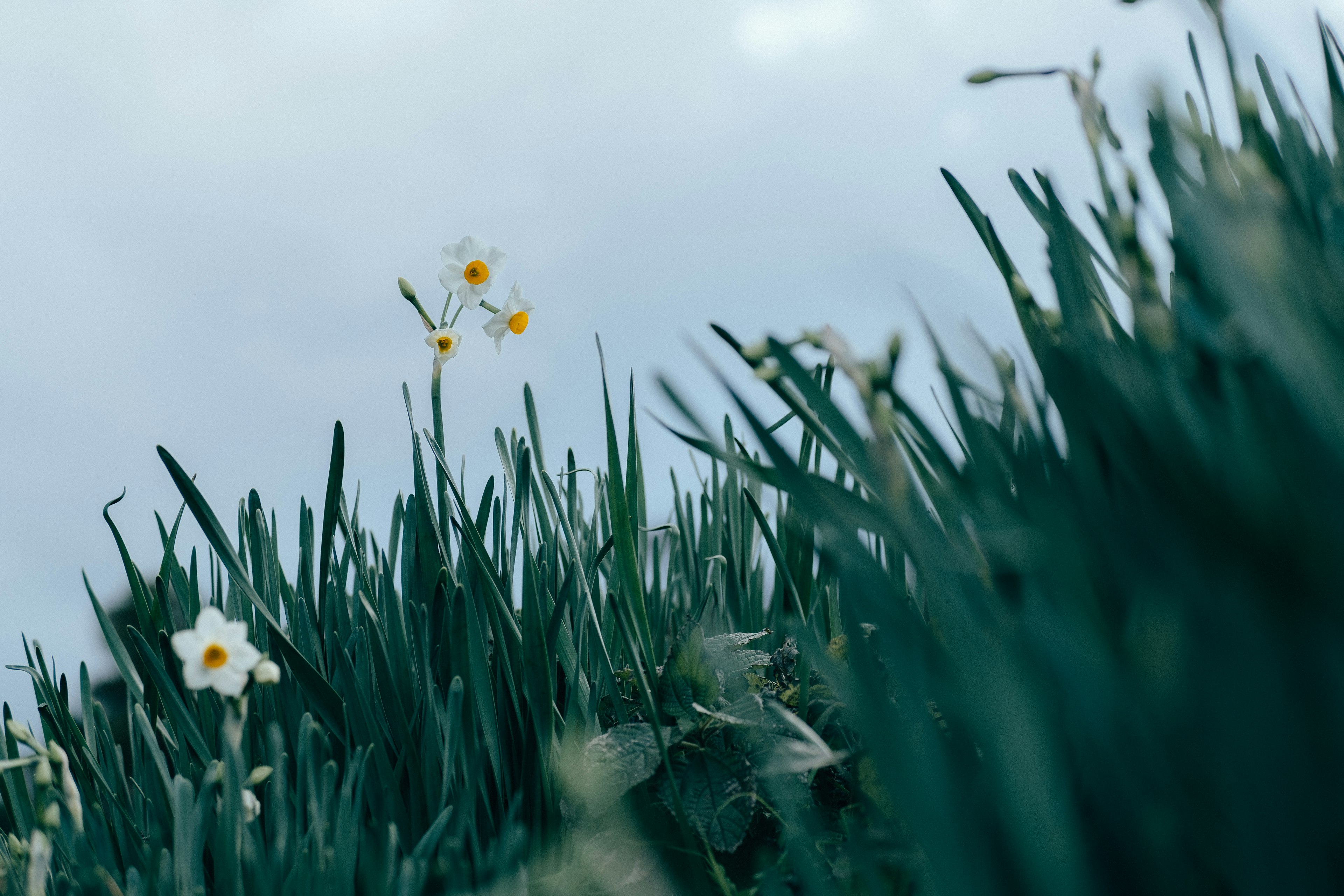 Petites fleurs blanches parmi l'herbe verte sous un ciel nuageux