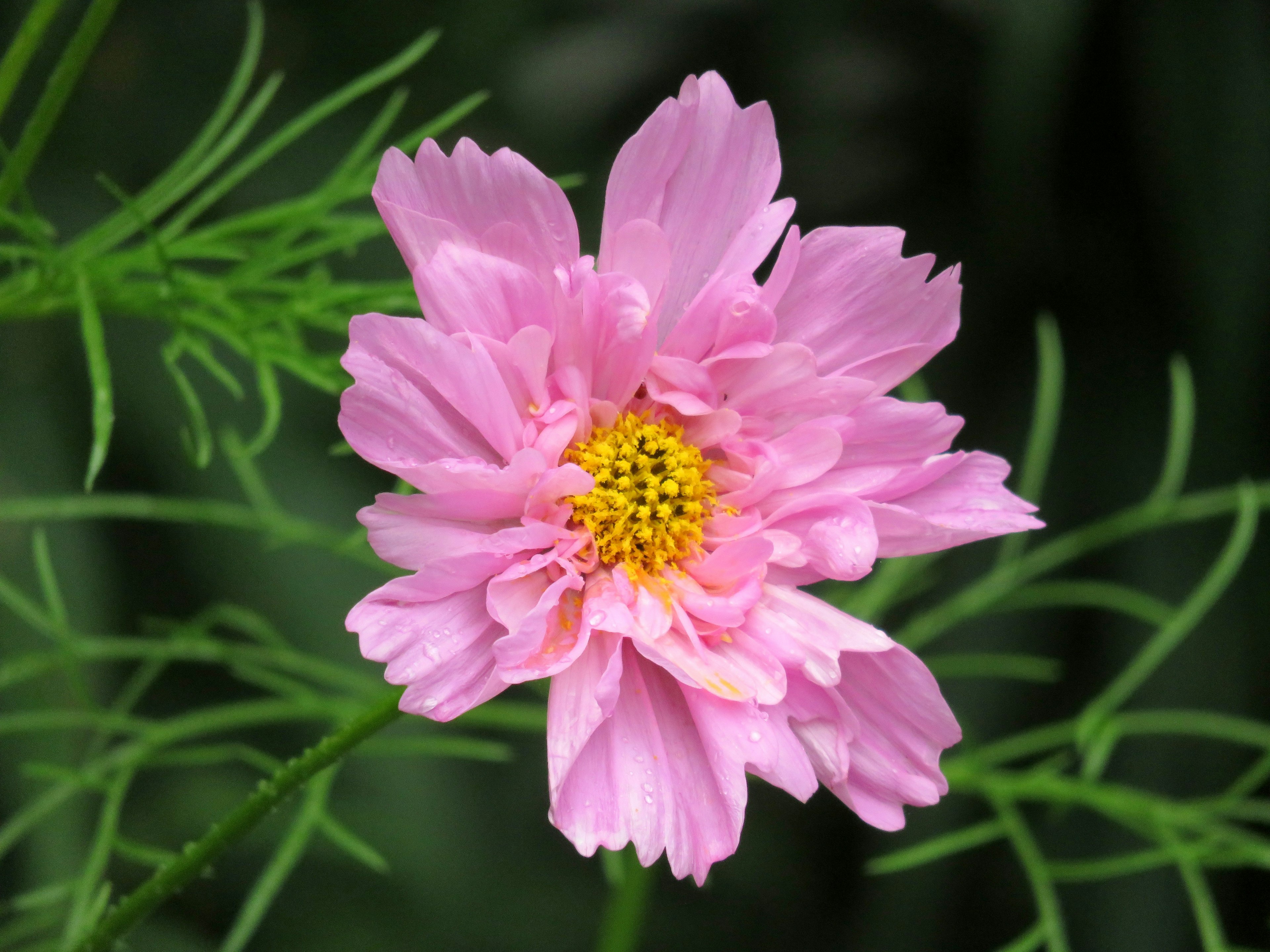 Un fiore rosa vivace circondato da foglie verdi