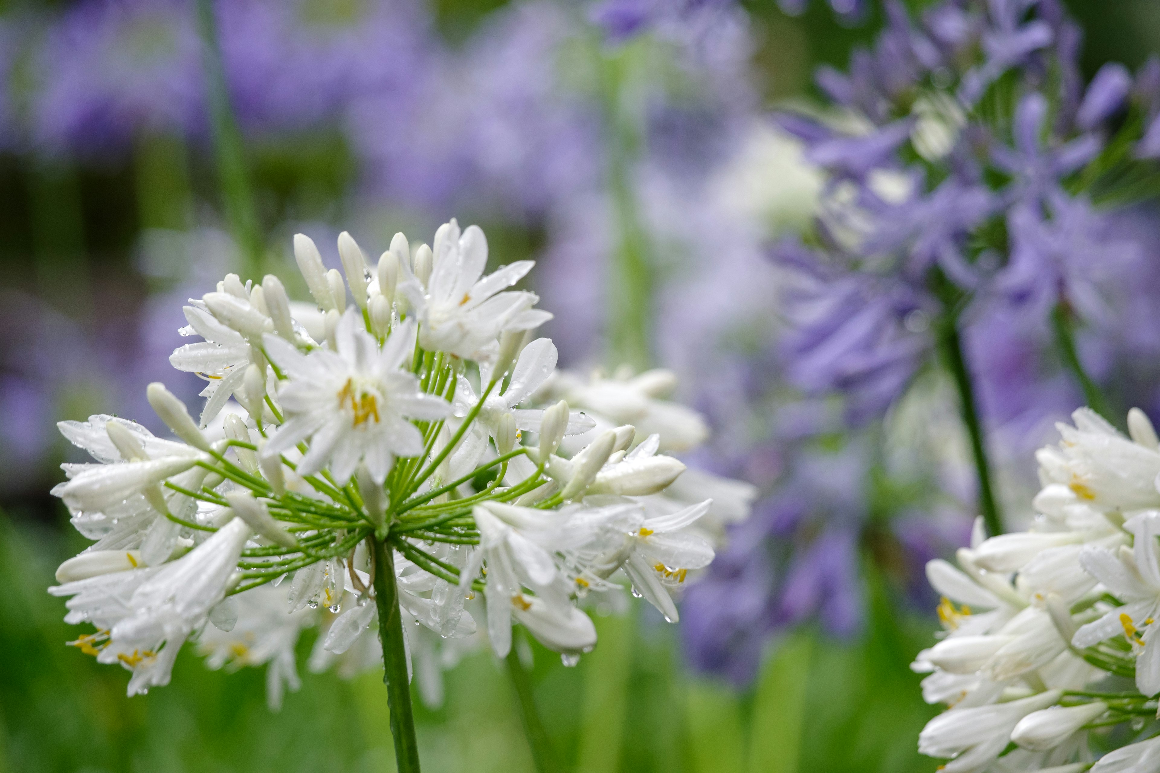 Schöne Szene mit blühenden weißen und violetten Blumen