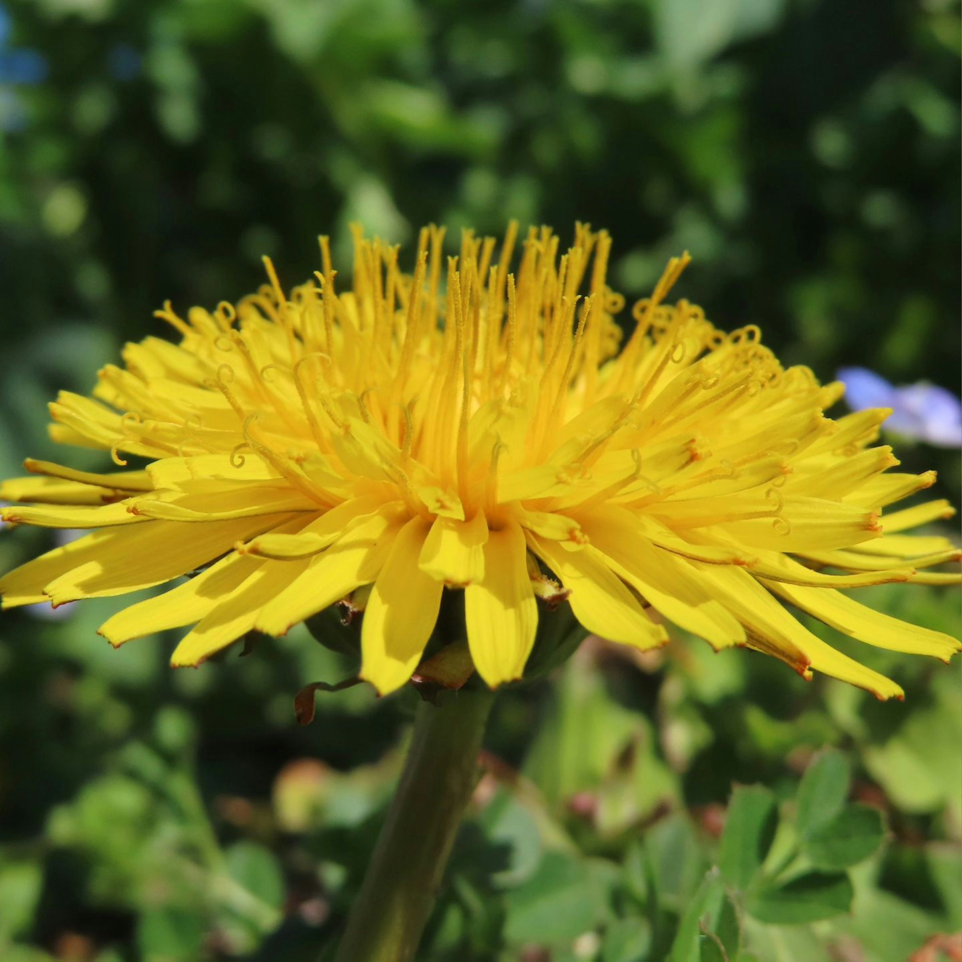 Leuchtend gelbe Löwenzahnblüte blüht zwischen grünen Blättern