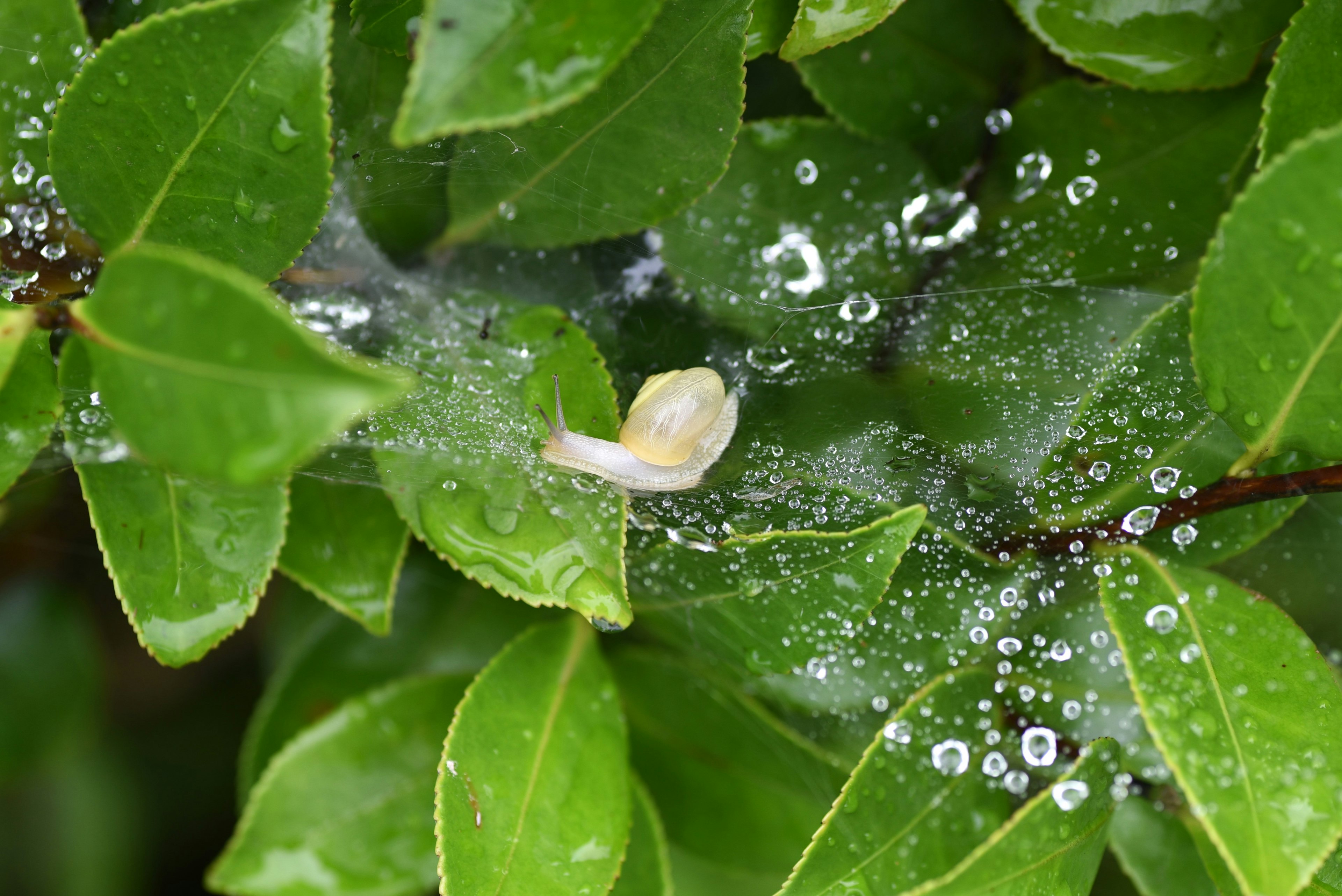 緑の葉の上にいる小さなカタツムリと水滴