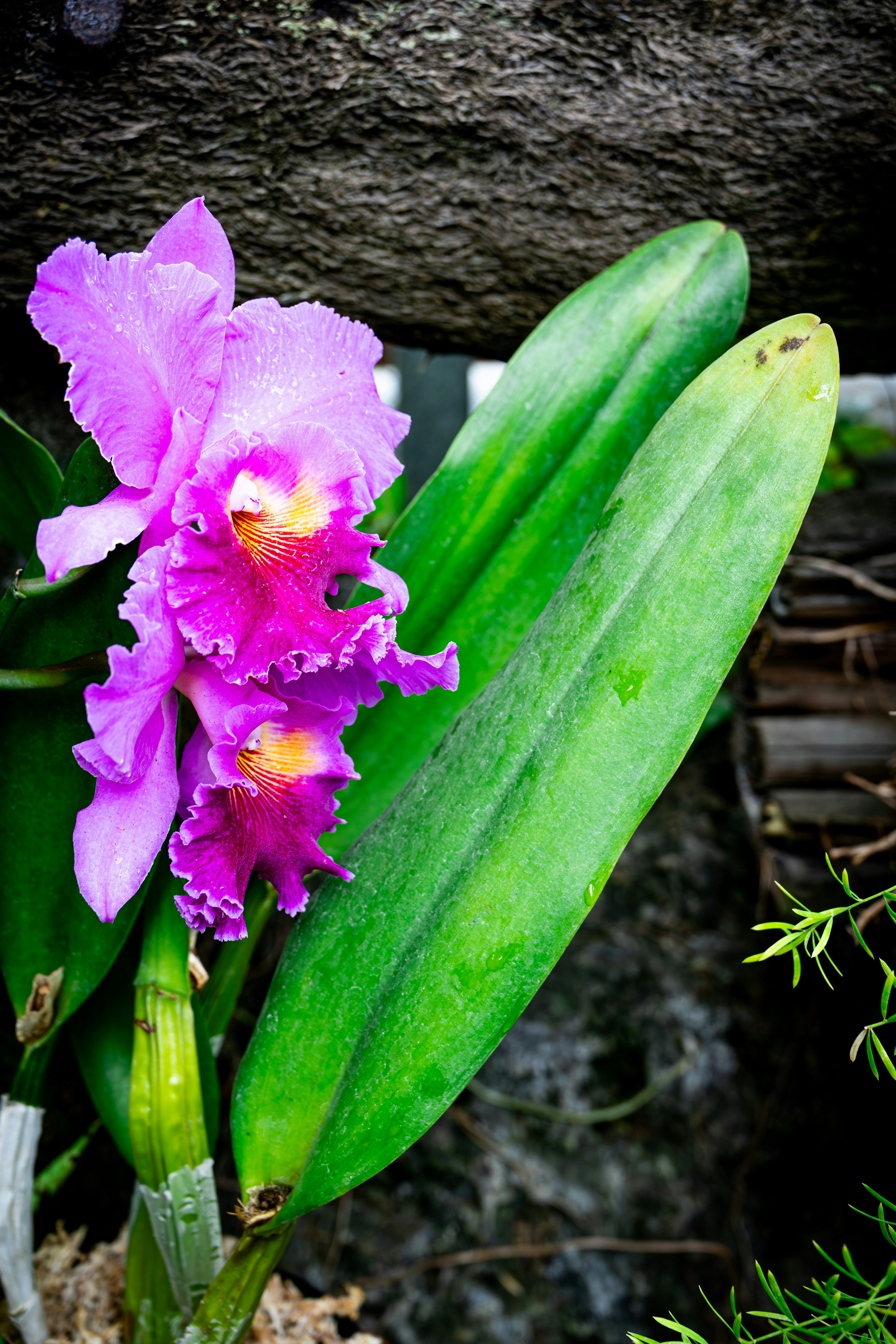 Vibrante lila Orchideenblüte mit saftig grünen Blättern