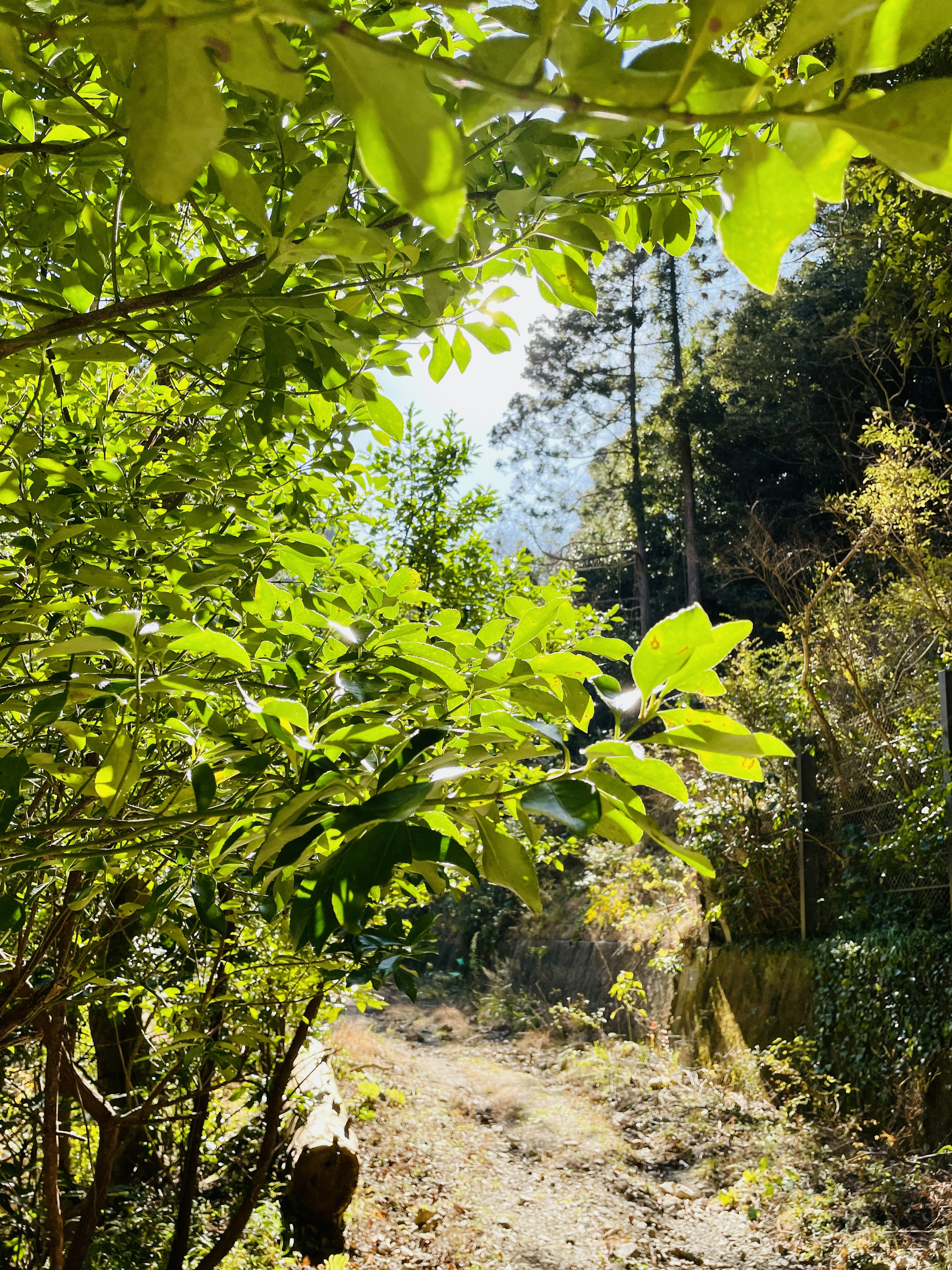 Sendero escénico rodeado de follaje verde exuberante