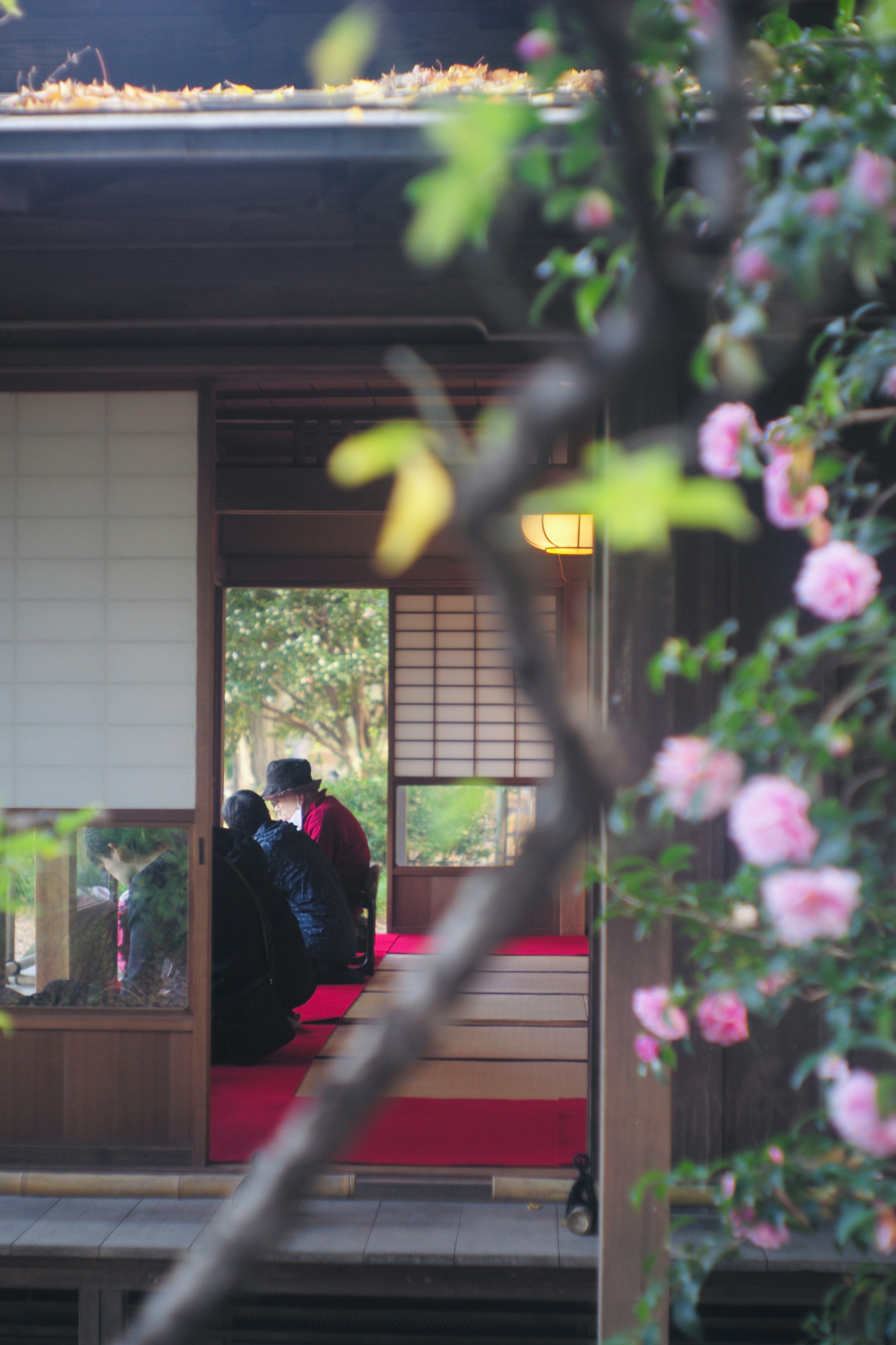 伝統的な日本の家屋の内部が見える画像、赤いカーペットと桜の花、静かな雰囲気