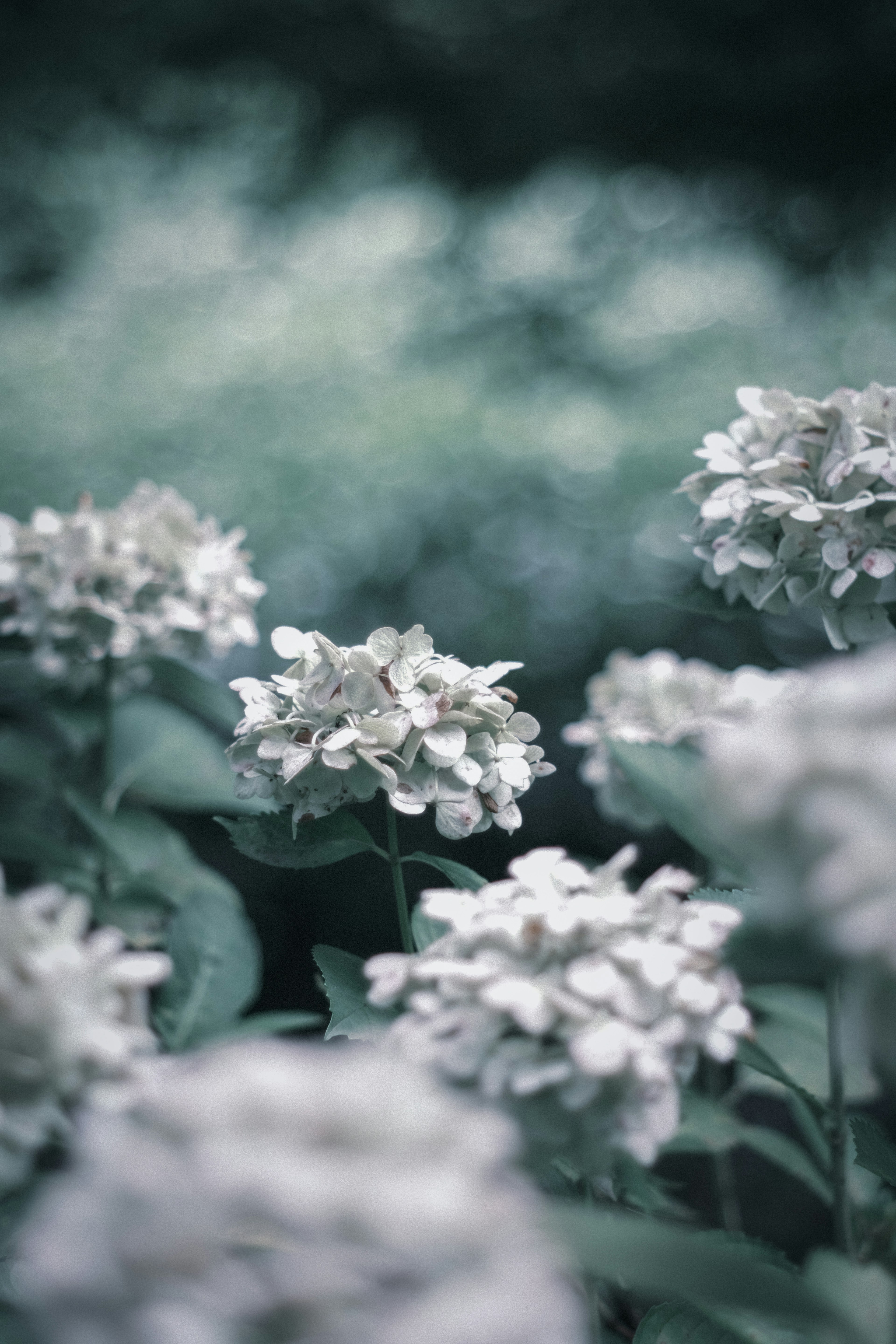 Nahaufnahme von weißen Blumen vor einem sanften grünen Hintergrund