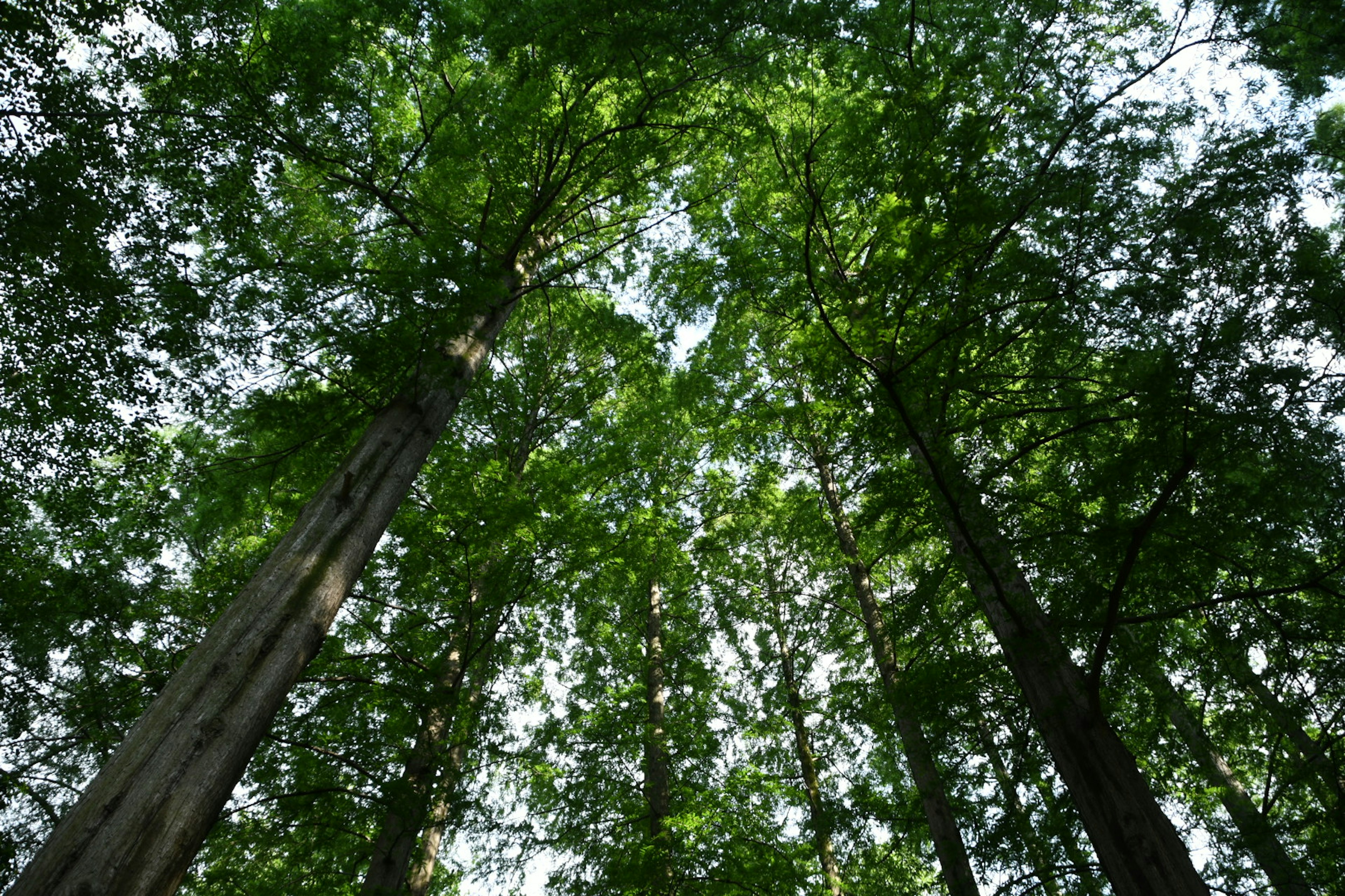 木々の間から見上げた空 緑豊かな森林の景色