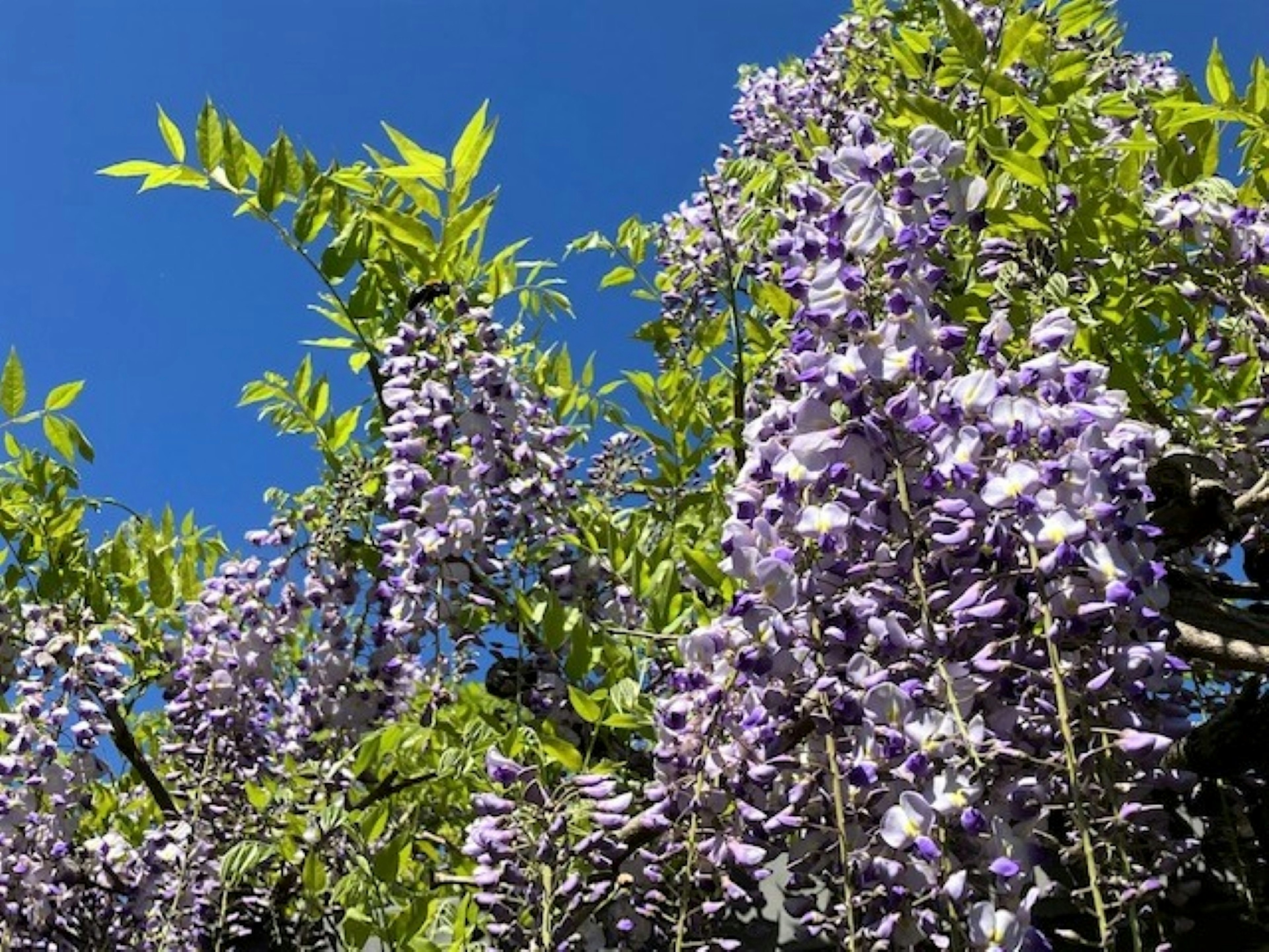 Fleurs de glycine en fleurs violettes avec des feuilles vertes sous un ciel bleu