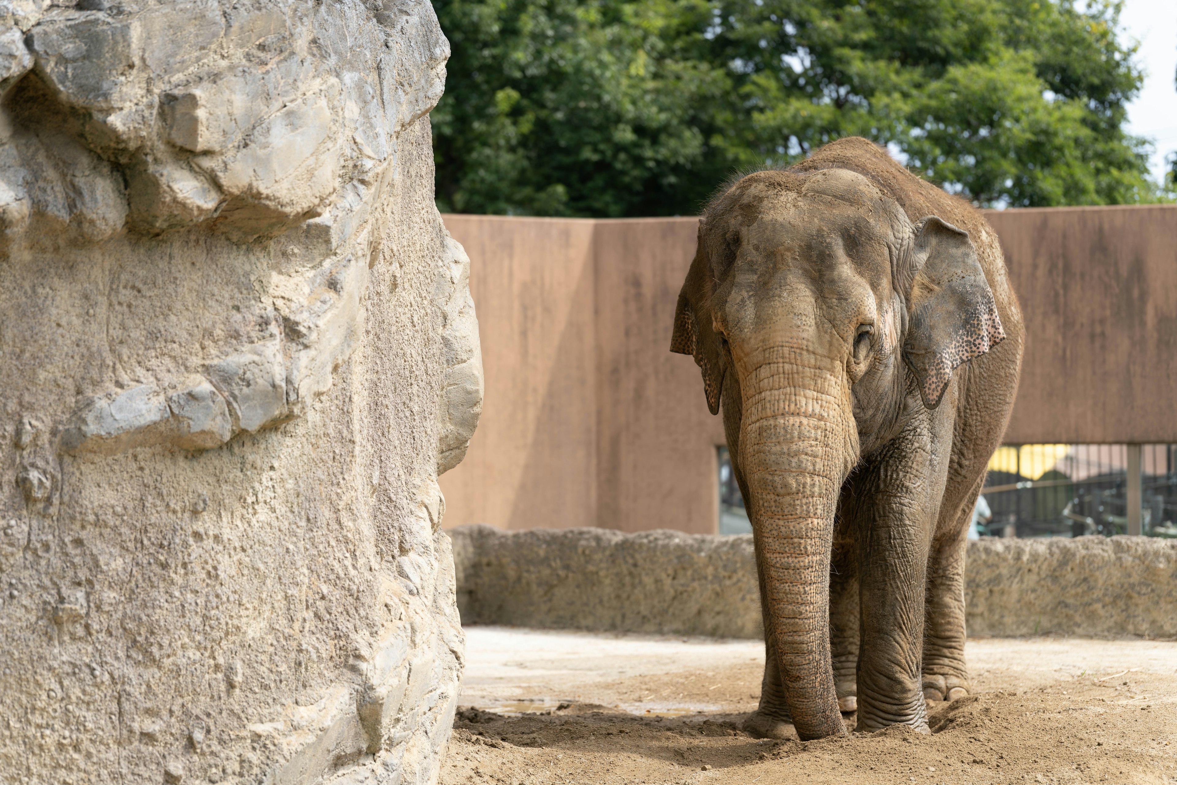 An Asian elephant standing at a zoo with a rock and green trees in the background