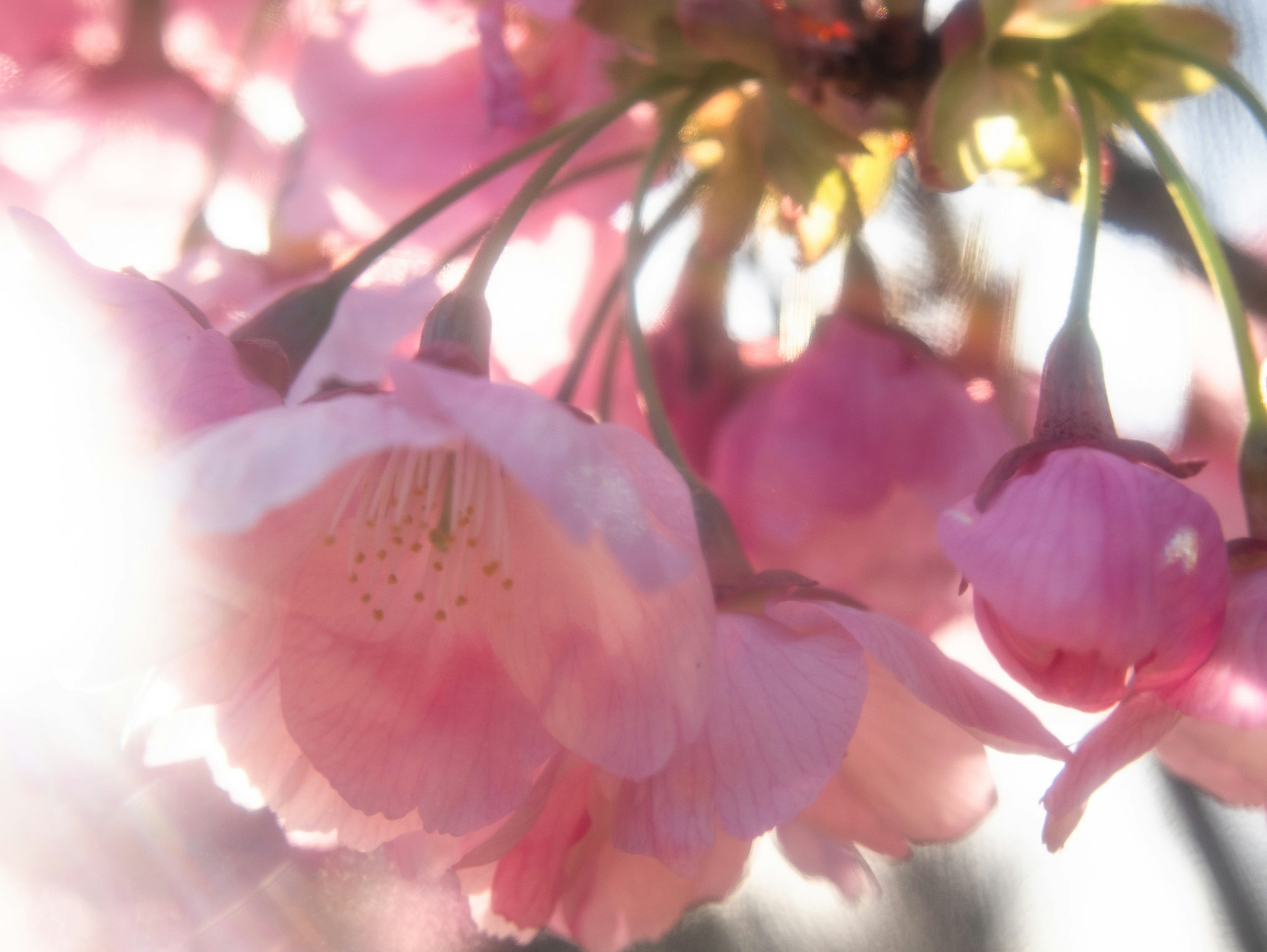 桜の花びらが柔らかいピンクの色合いで咲いている ぼんやりとした背景が春の雰囲気を醸し出している