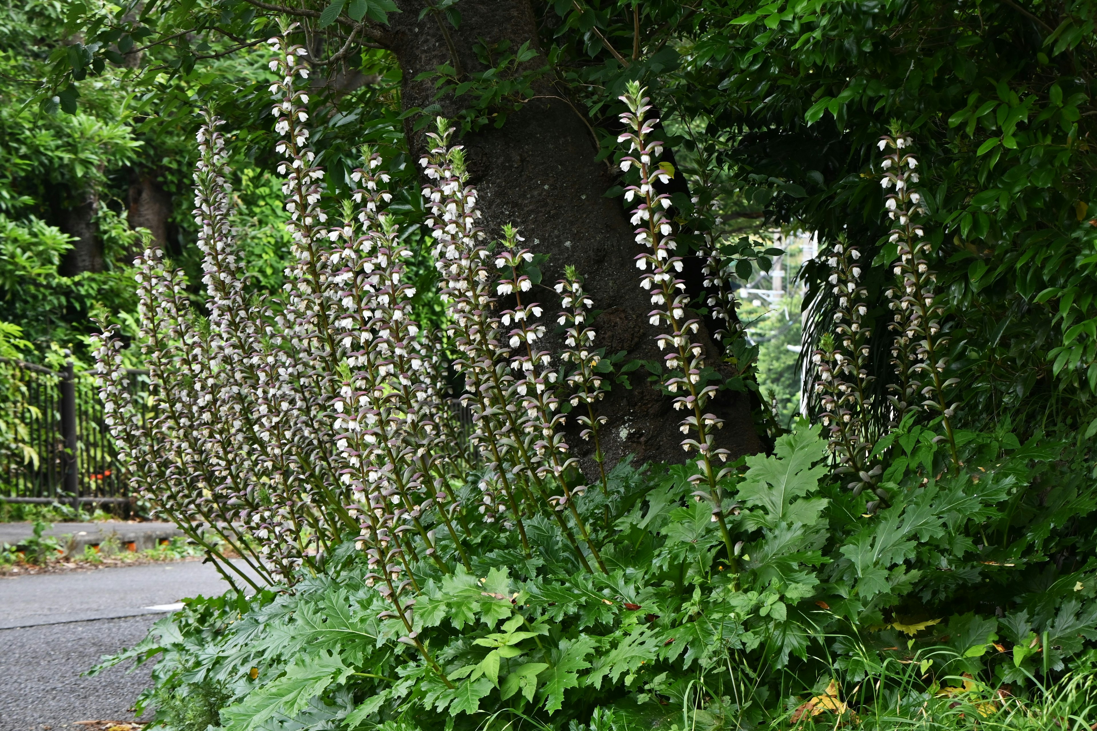 Plantes hautes avec des fleurs blanches dans un arrière-plan verdoyant