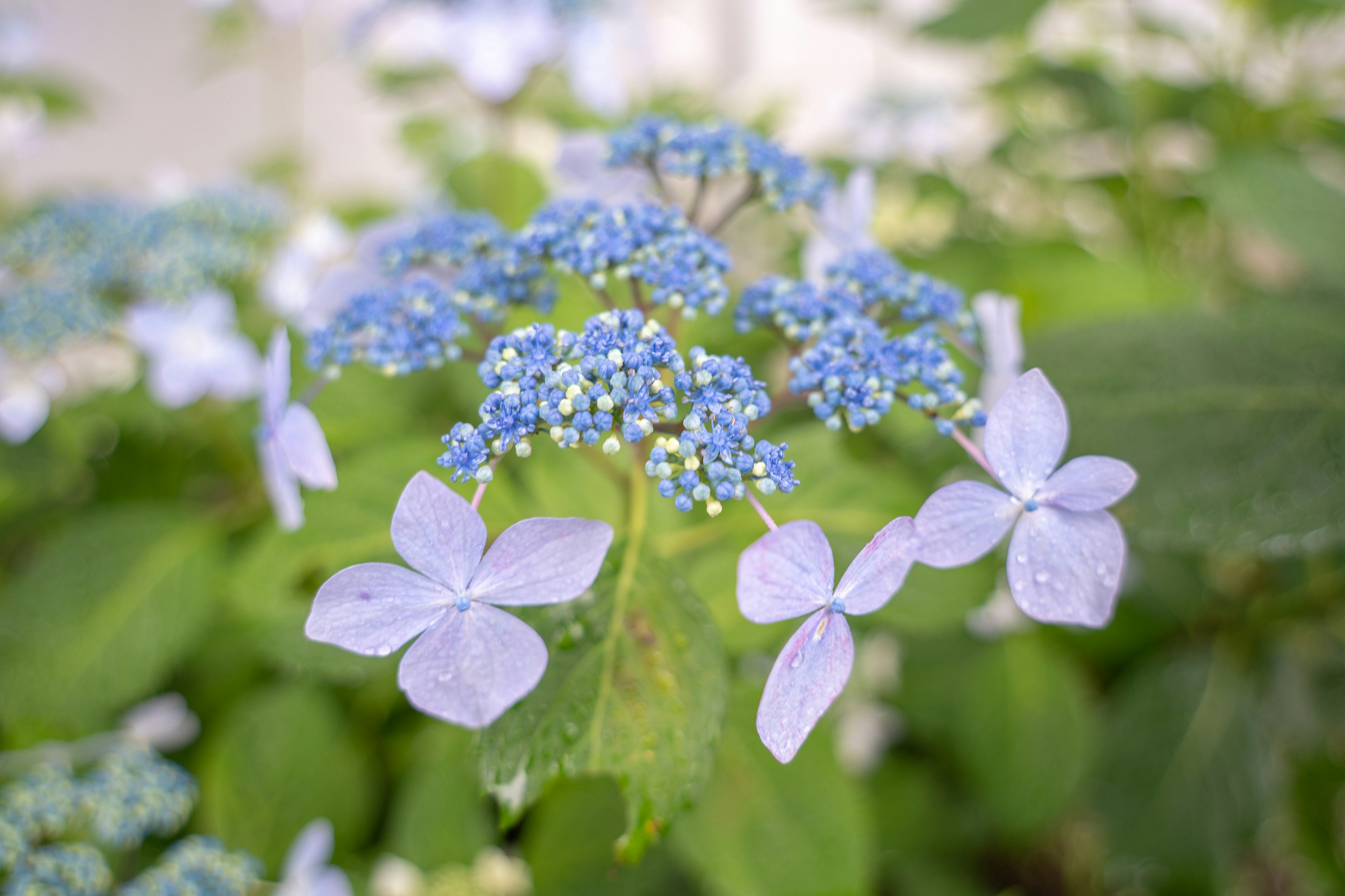 Primo piano di un'ortensia con fiori blu e petali bianchi