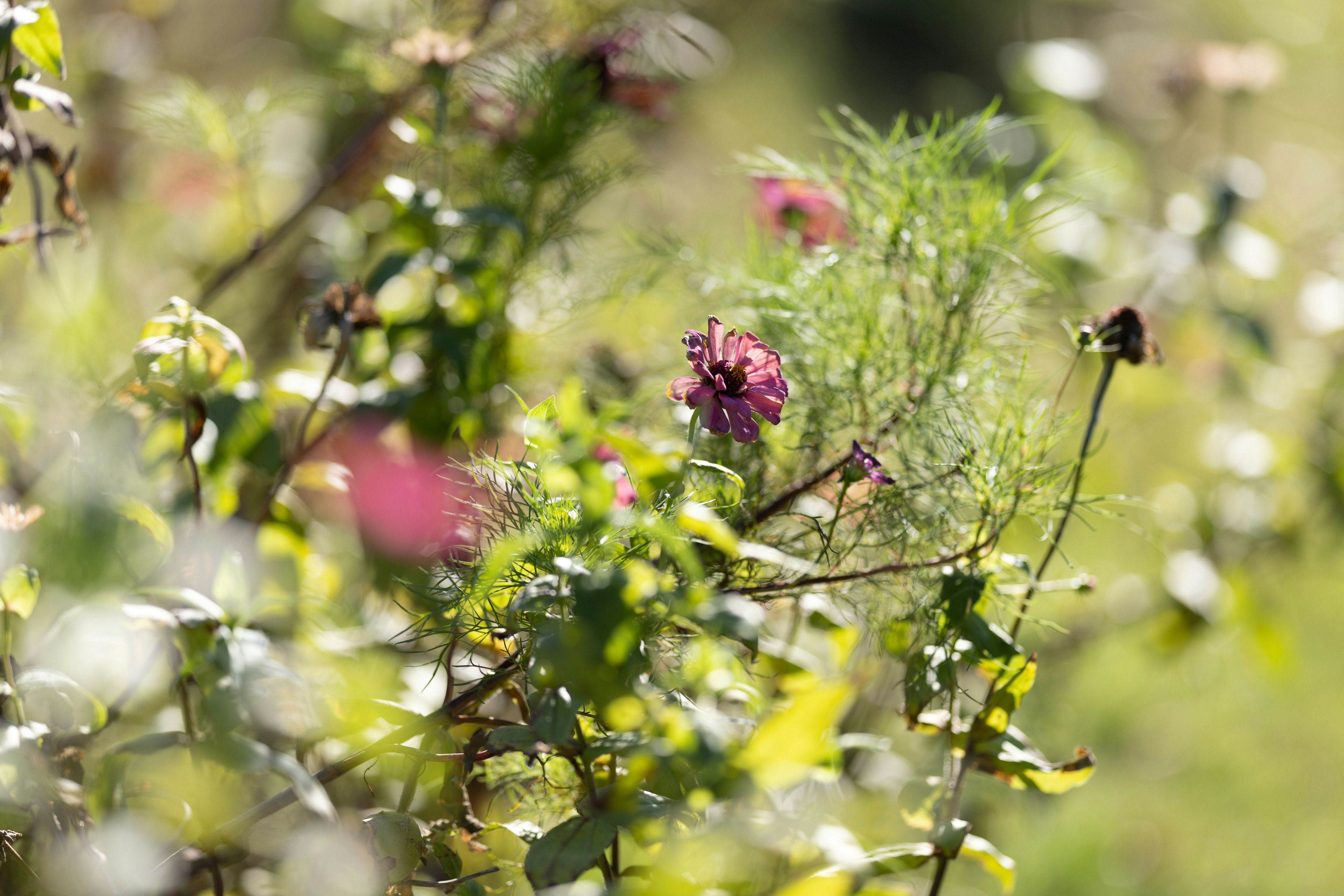 Bunte Blumen blühen vor einem üppigen grünen Pflanzenhintergrund