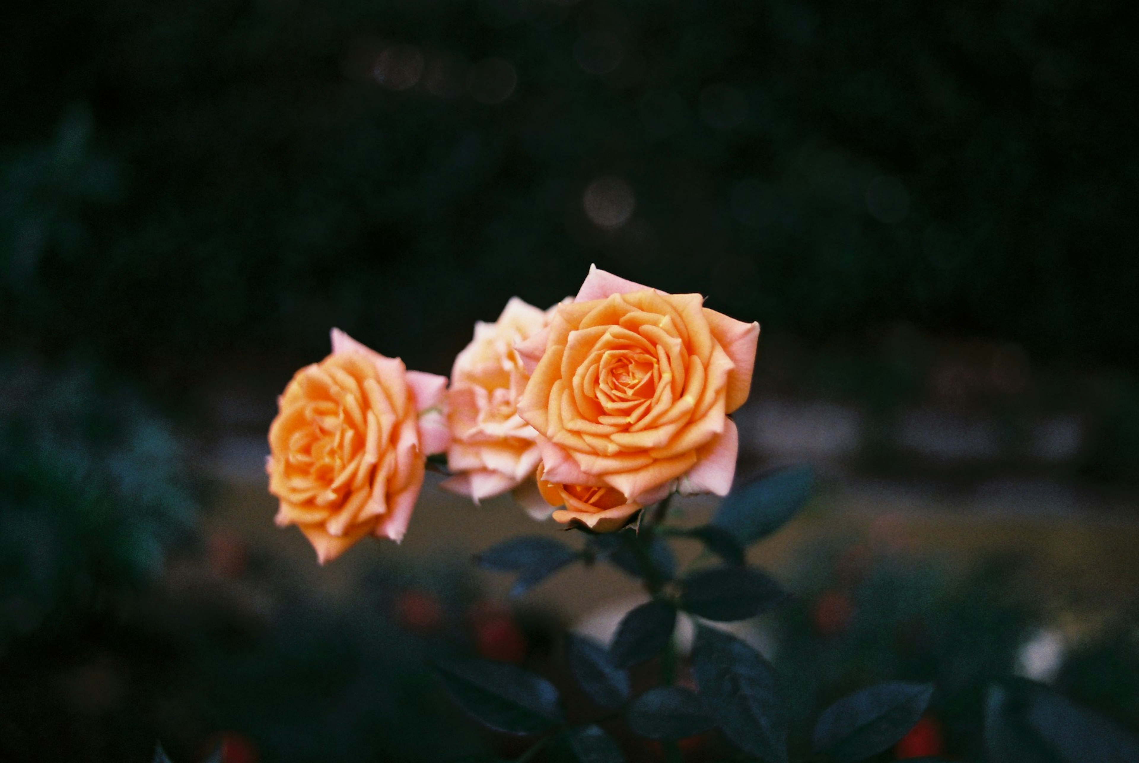 Three blooming orange roses with dark background