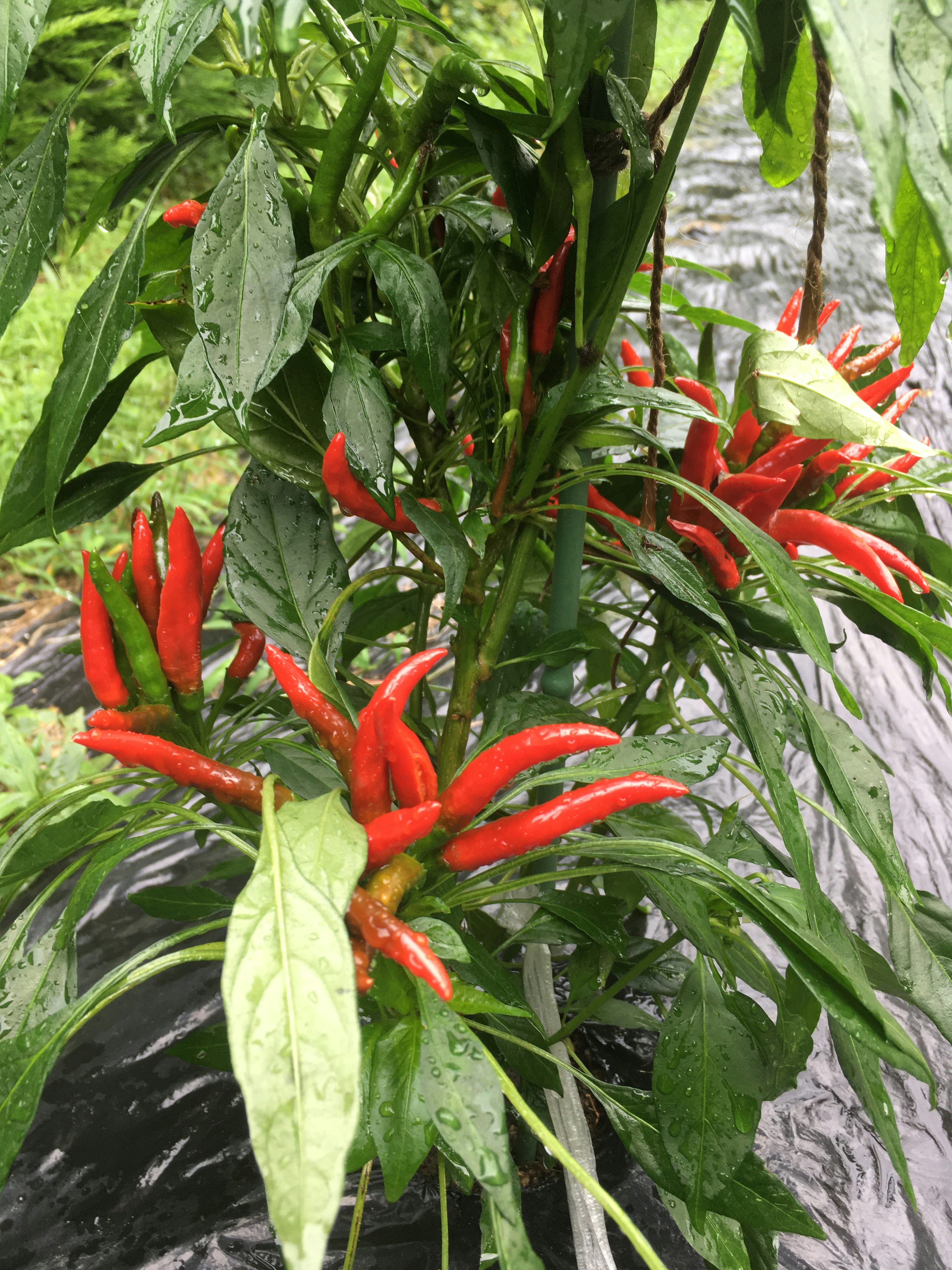 Close-up of a plant bearing vibrant red chili peppers