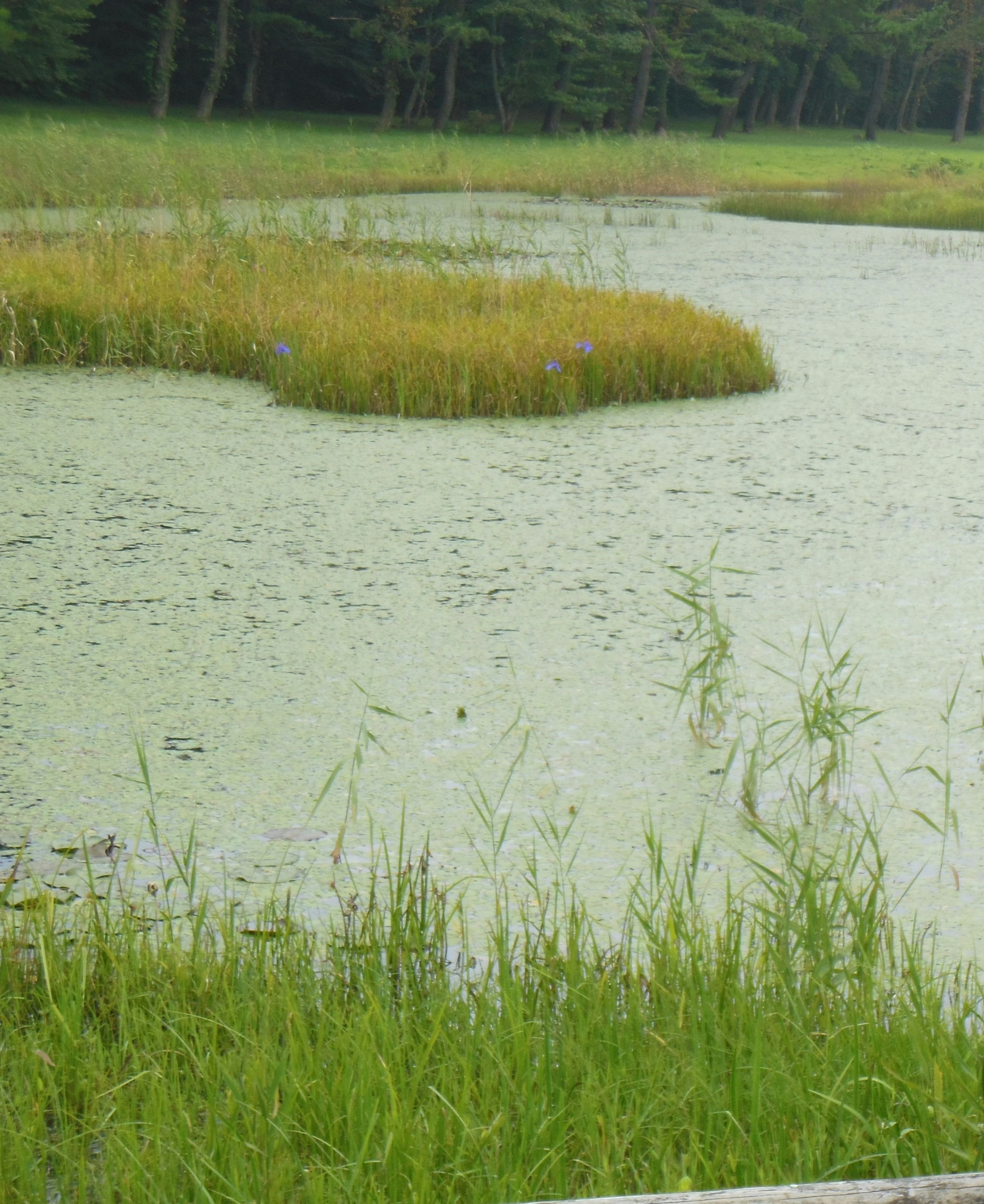 緑色の水面と周囲の草地が広がる湿地帯の風景