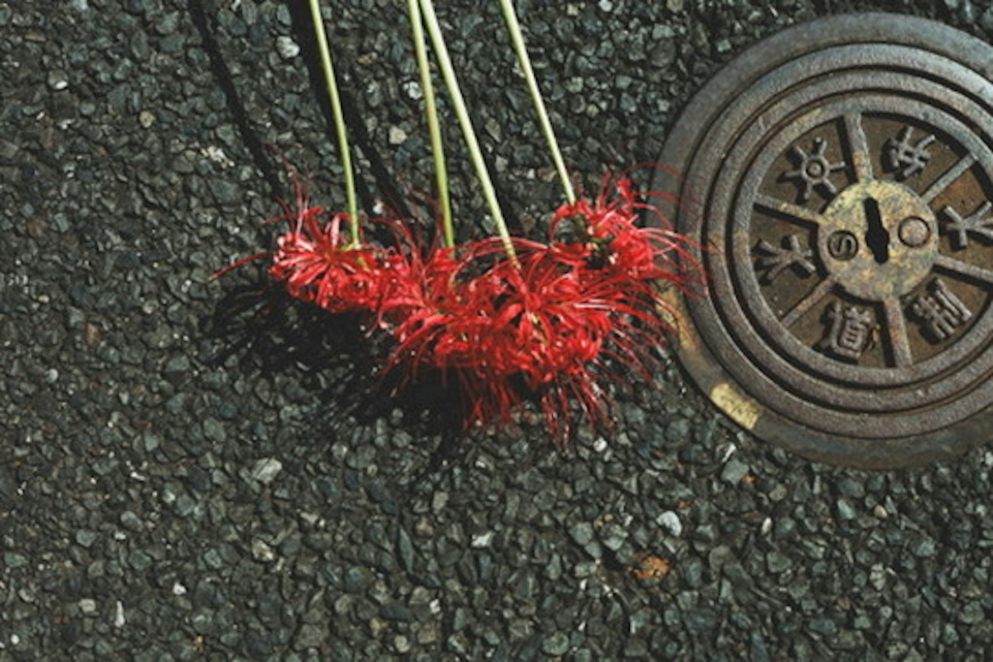 Rote Blumen auf Asphalt neben einem Gully