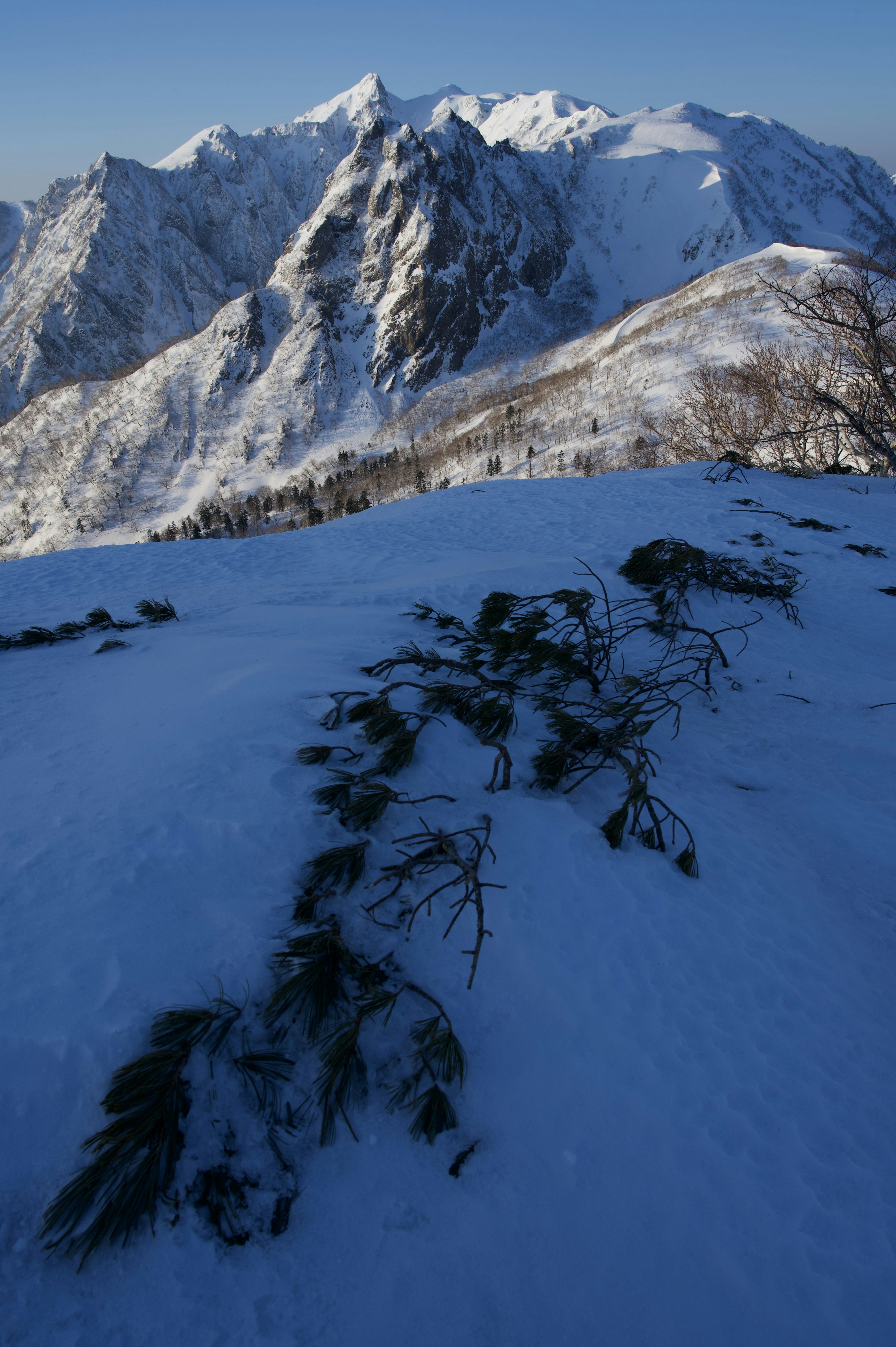 Montagne innevate con un ramo di pino in primo piano