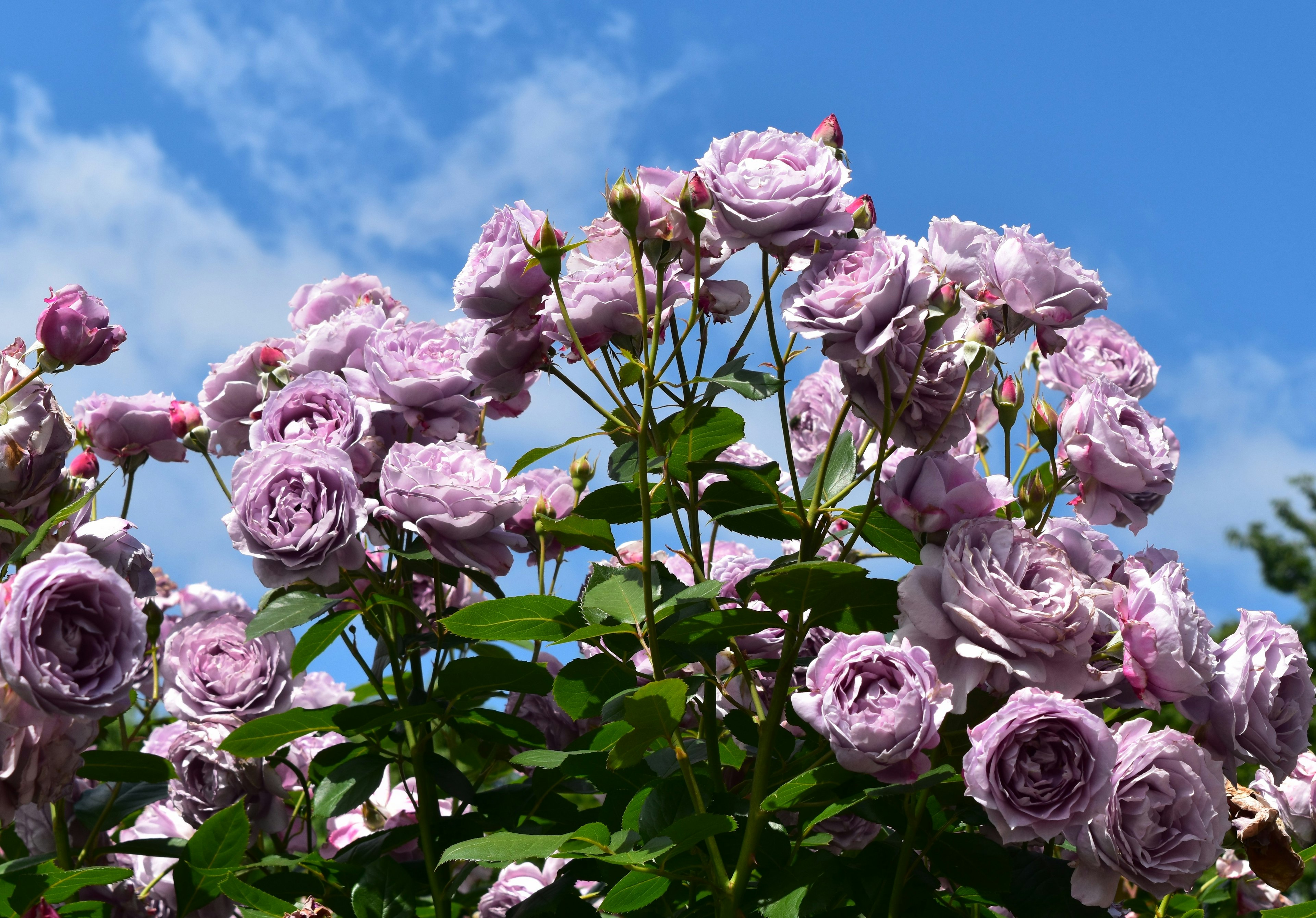 Rosas moradas claras floreciendo bajo un cielo azul