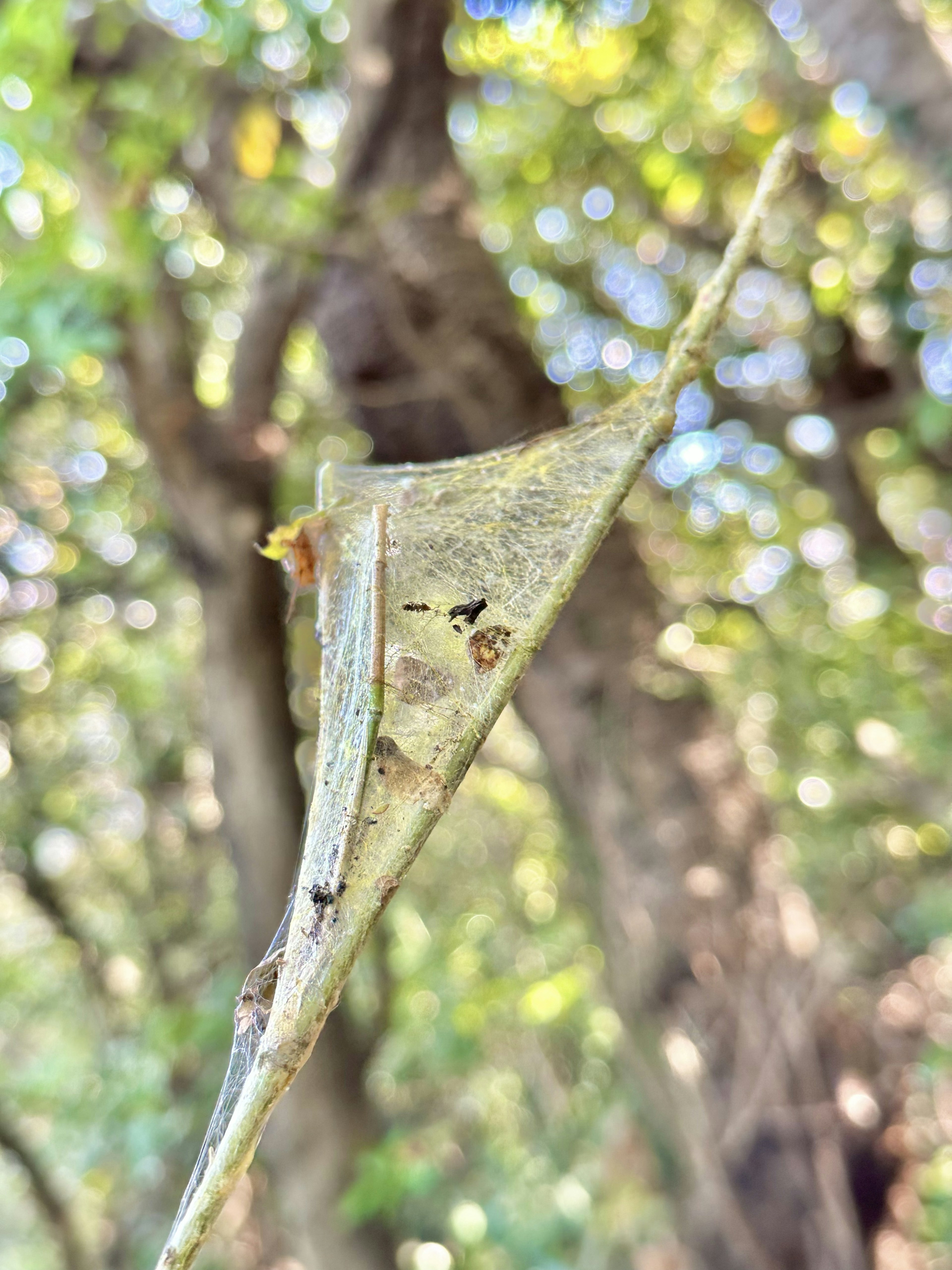 Feuille de forme unique suspendue à une branche avec un arrière-plan vert flou