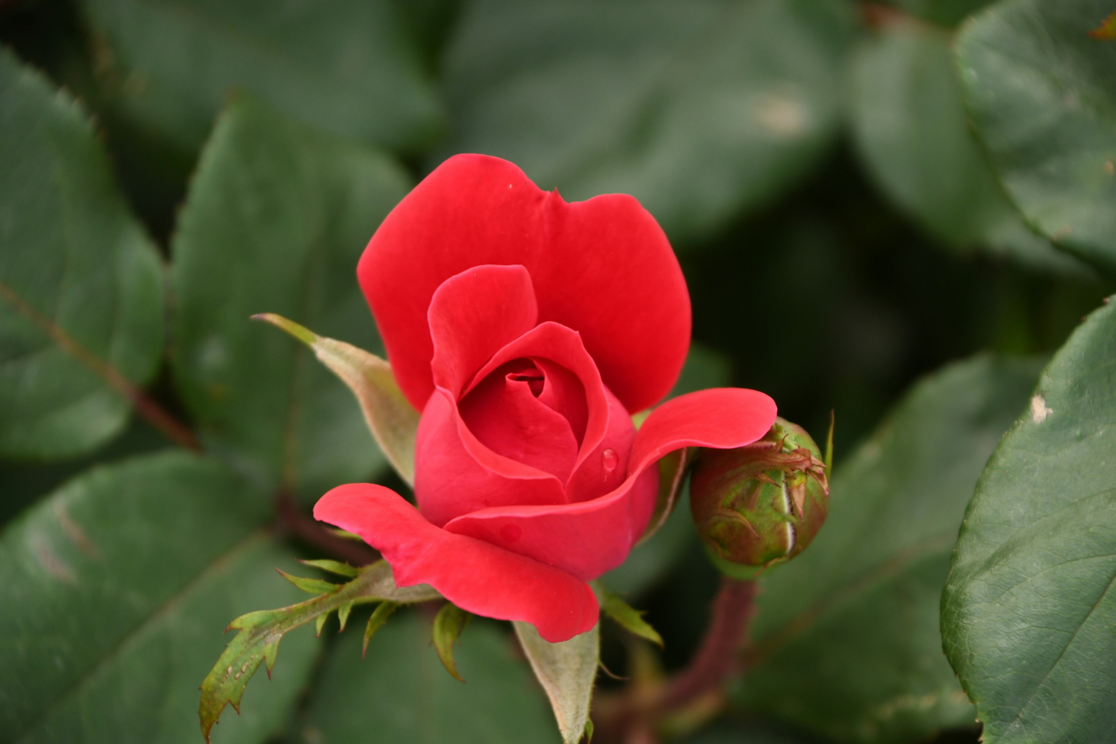 鮮やかな赤いバラの花とつぼみが緑の葉に囲まれている