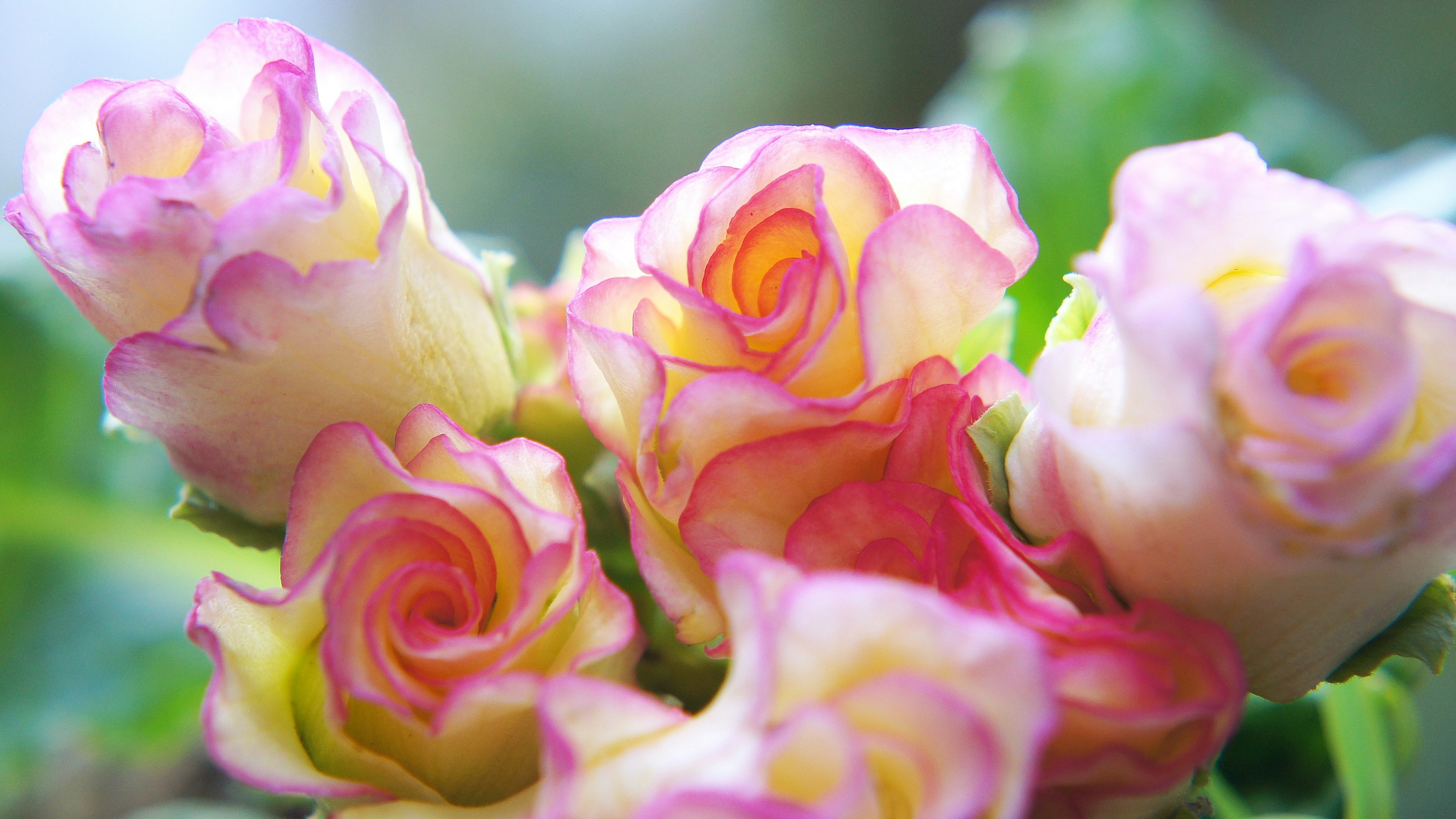 A bouquet of vibrant pink and cream roses against a green leafy background