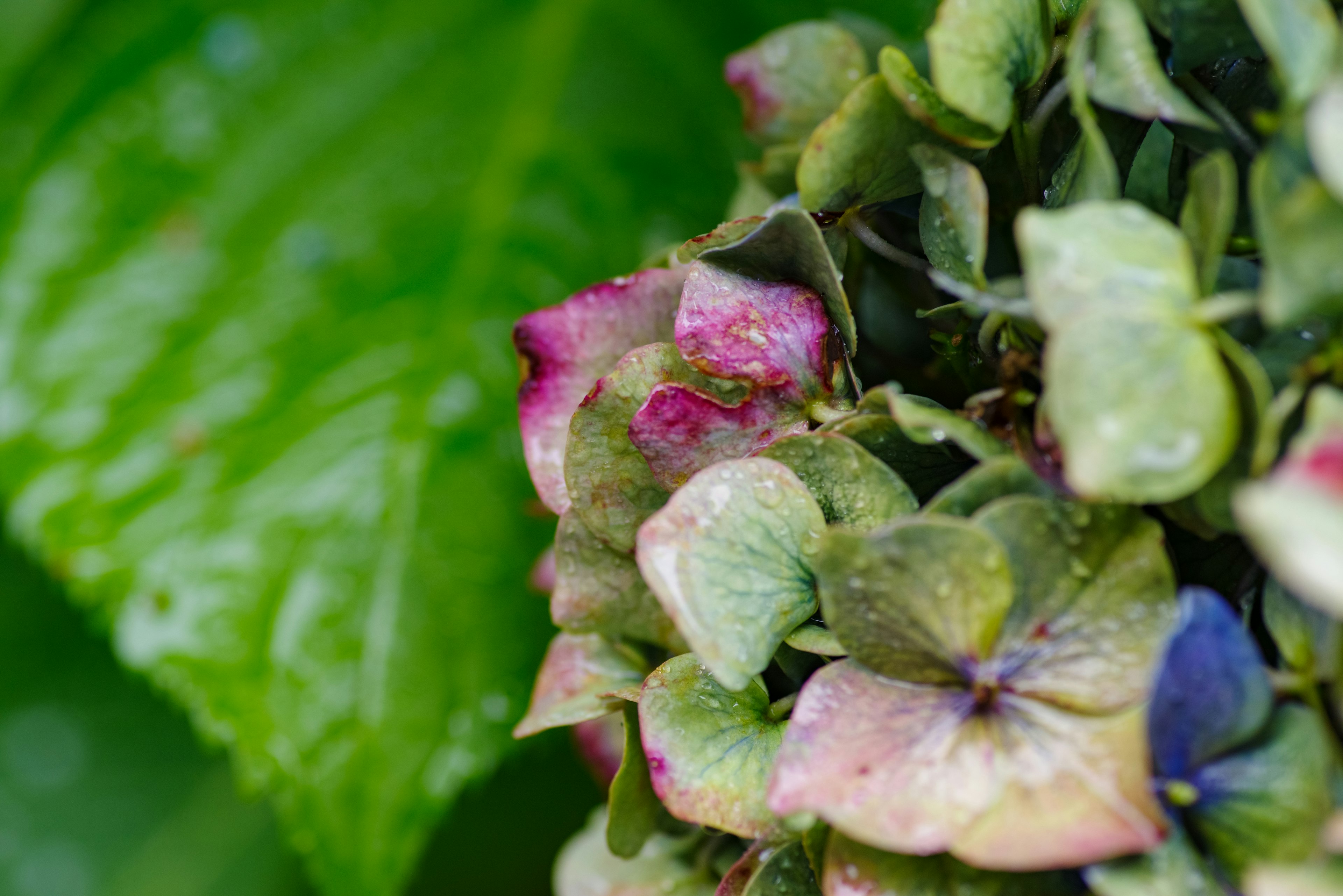 Sekelompok bunga hortensia berwarna-warni dengan daun hijau di latar belakang