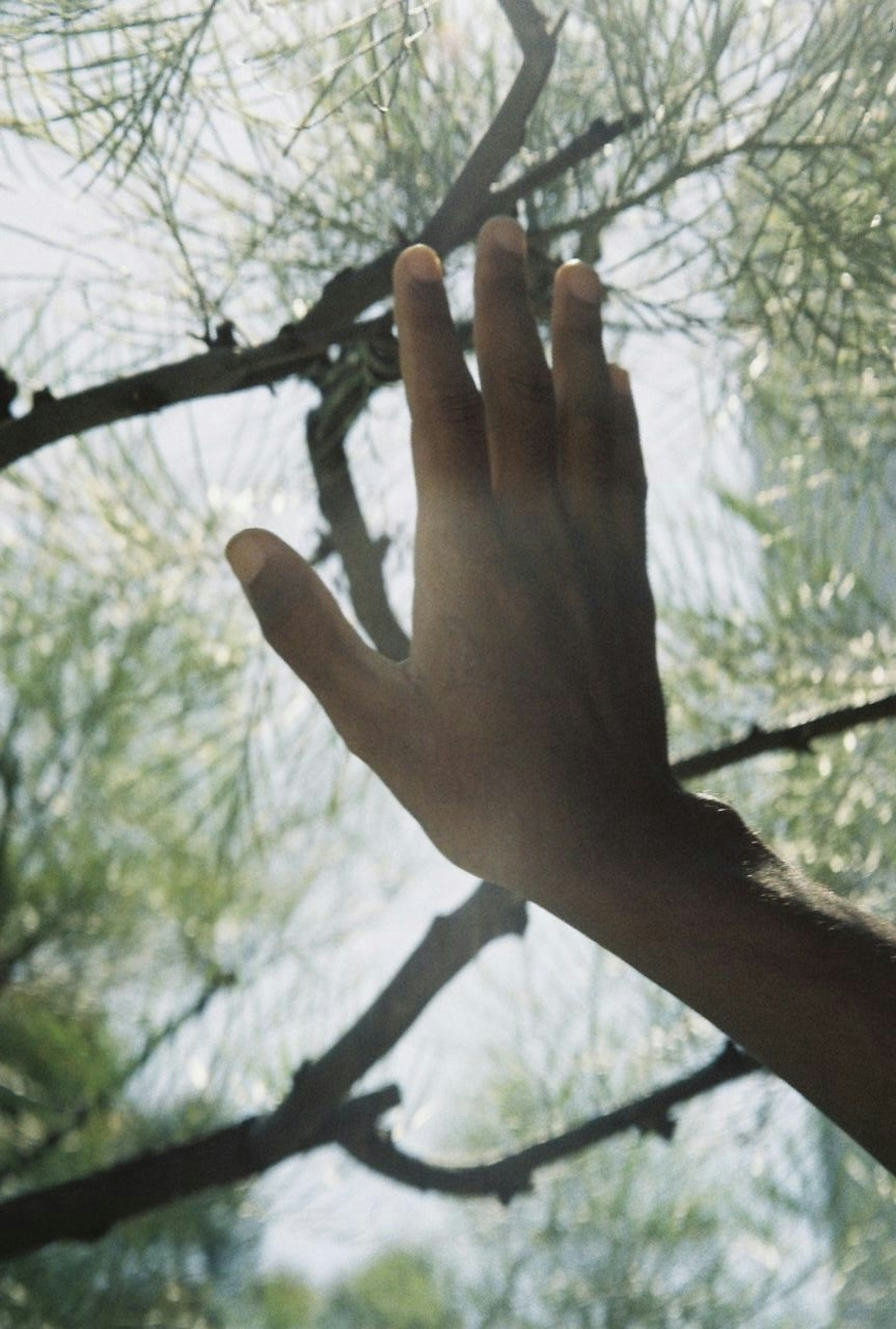 A hand reaching out to touch tree branches