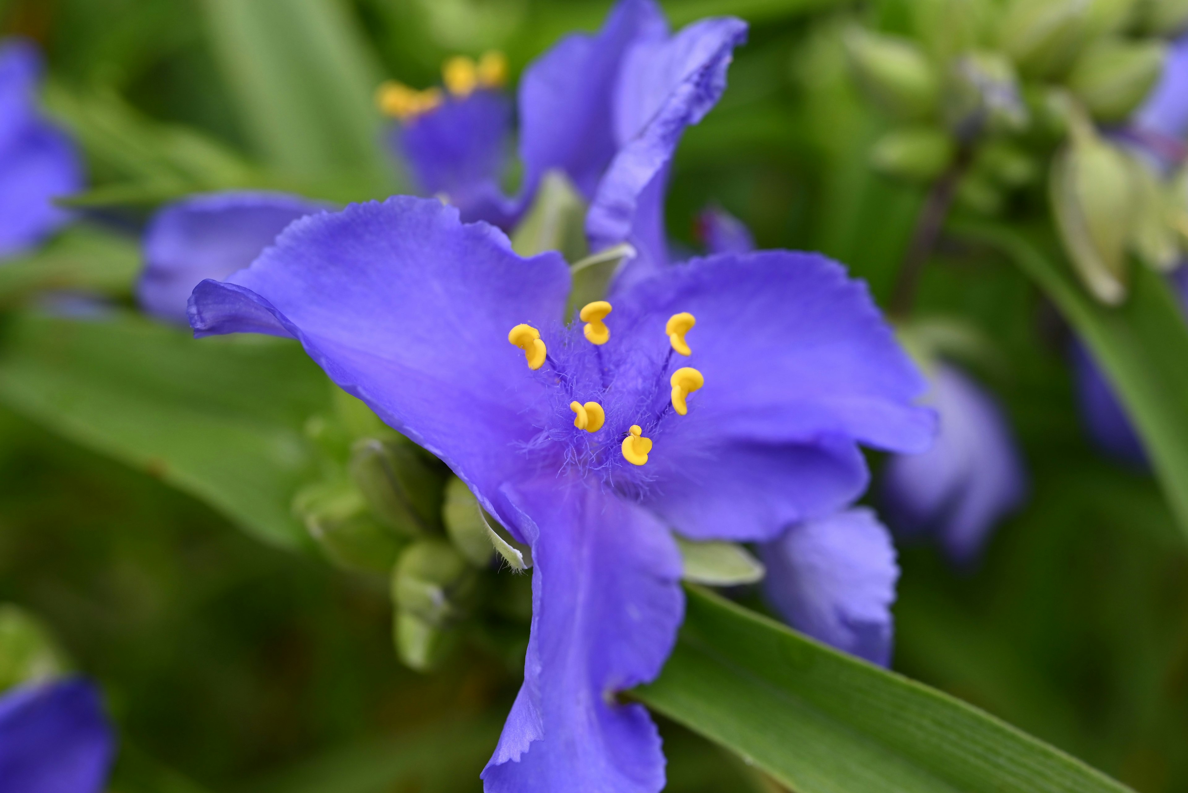 Close-up of a vibrant purple flower with yellow stamens