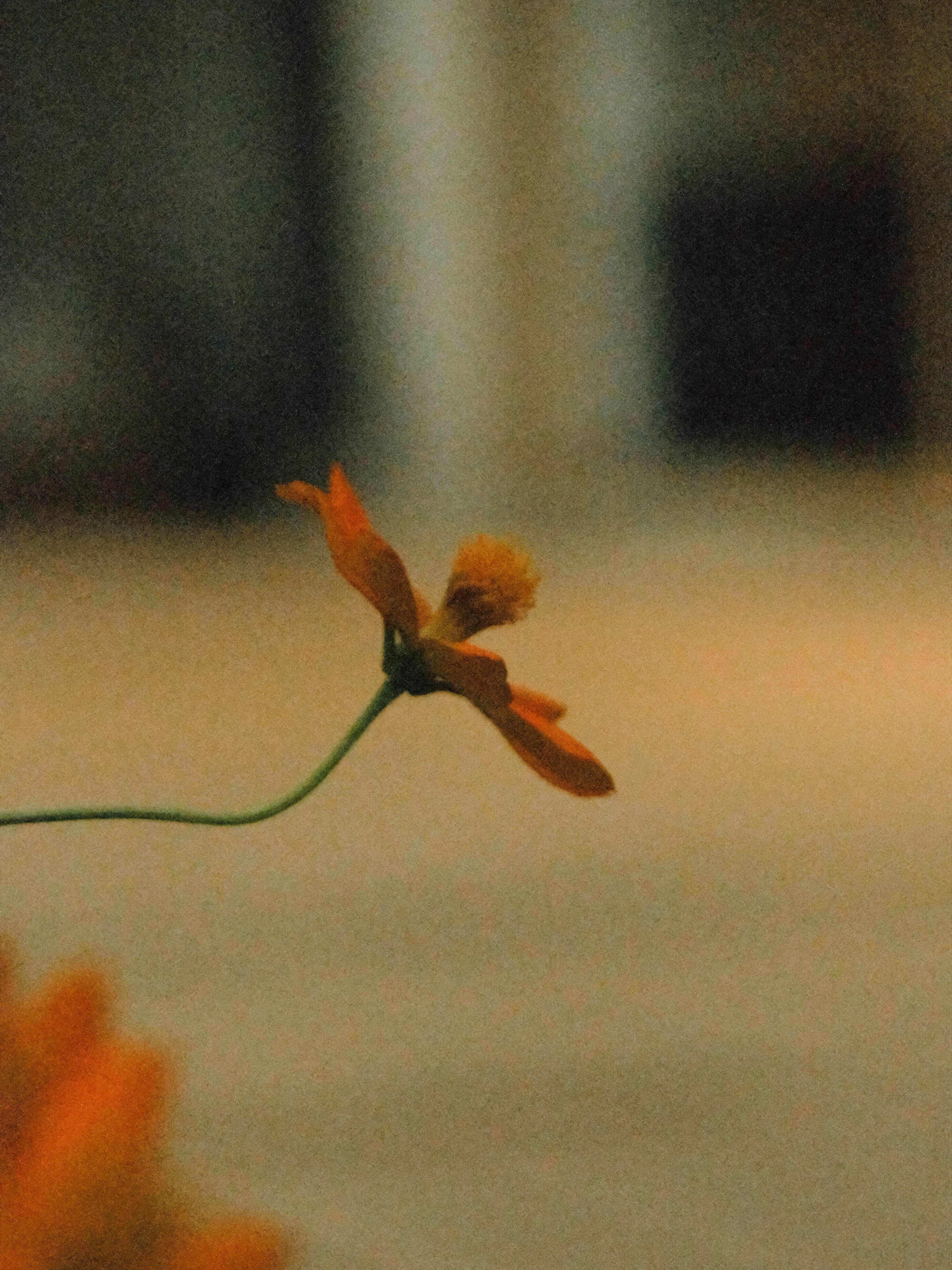 Flor naranja única con fondo borroso