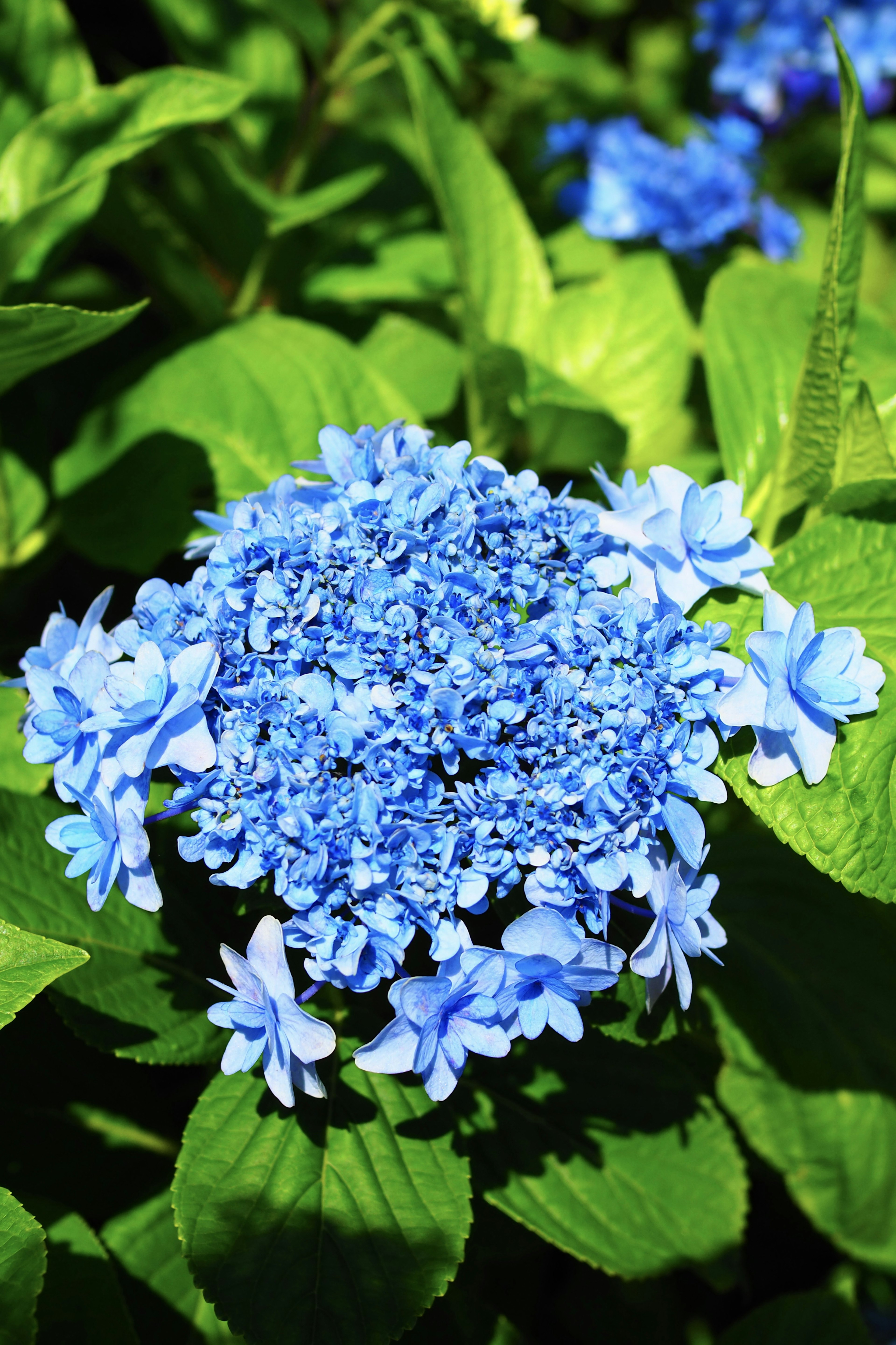 Eine blaue Hortensie umgeben von grünen Blättern