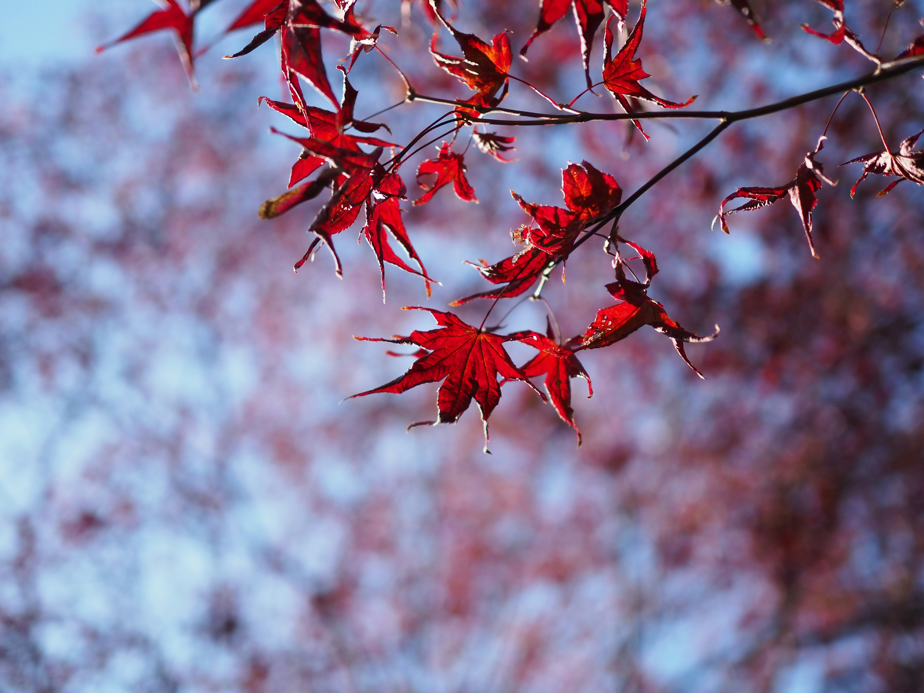 Vibrant red maple leaves against a blue sky