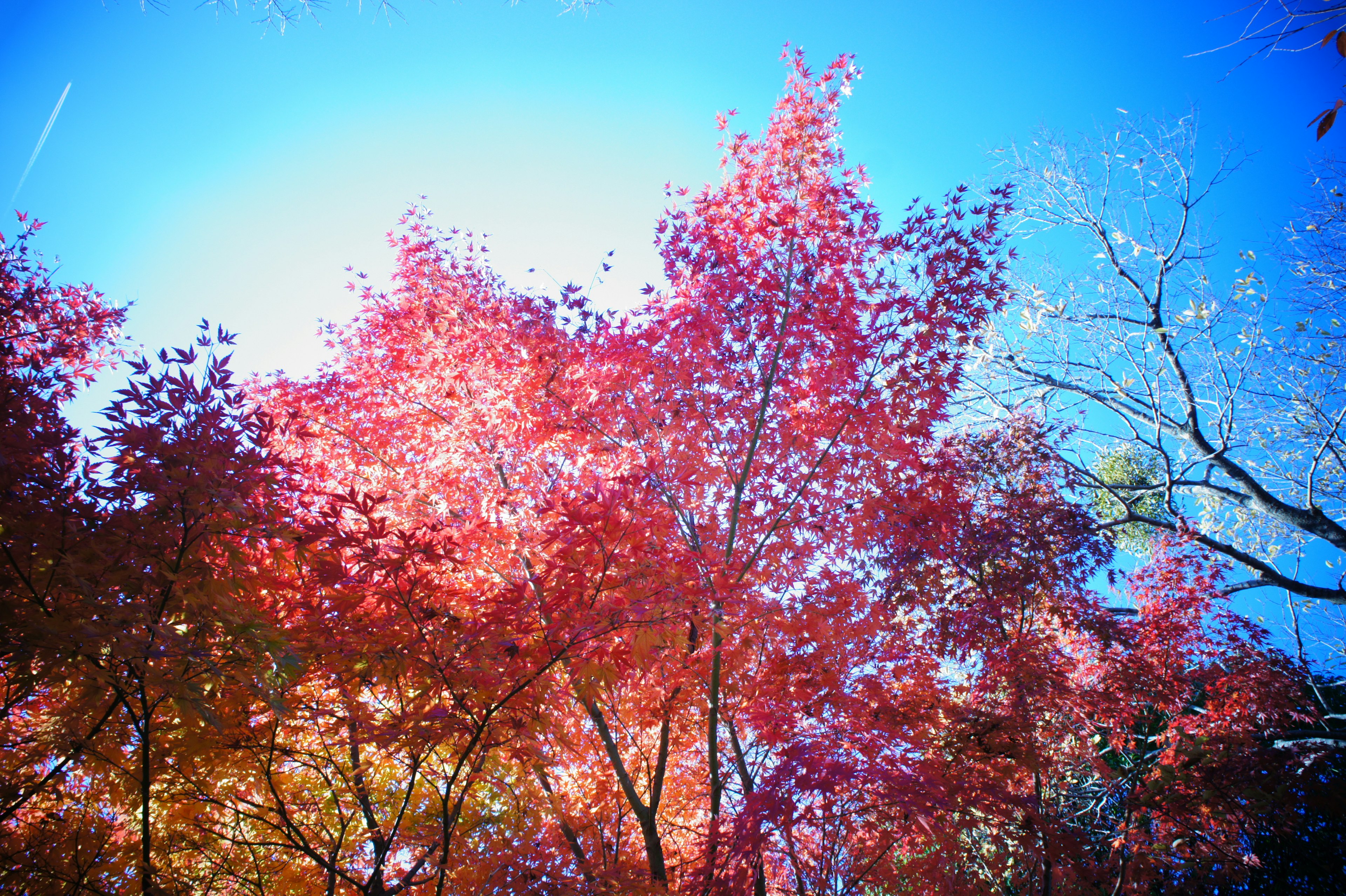 Lebendige Herbstblätter leuchten unter einem blauen Himmel