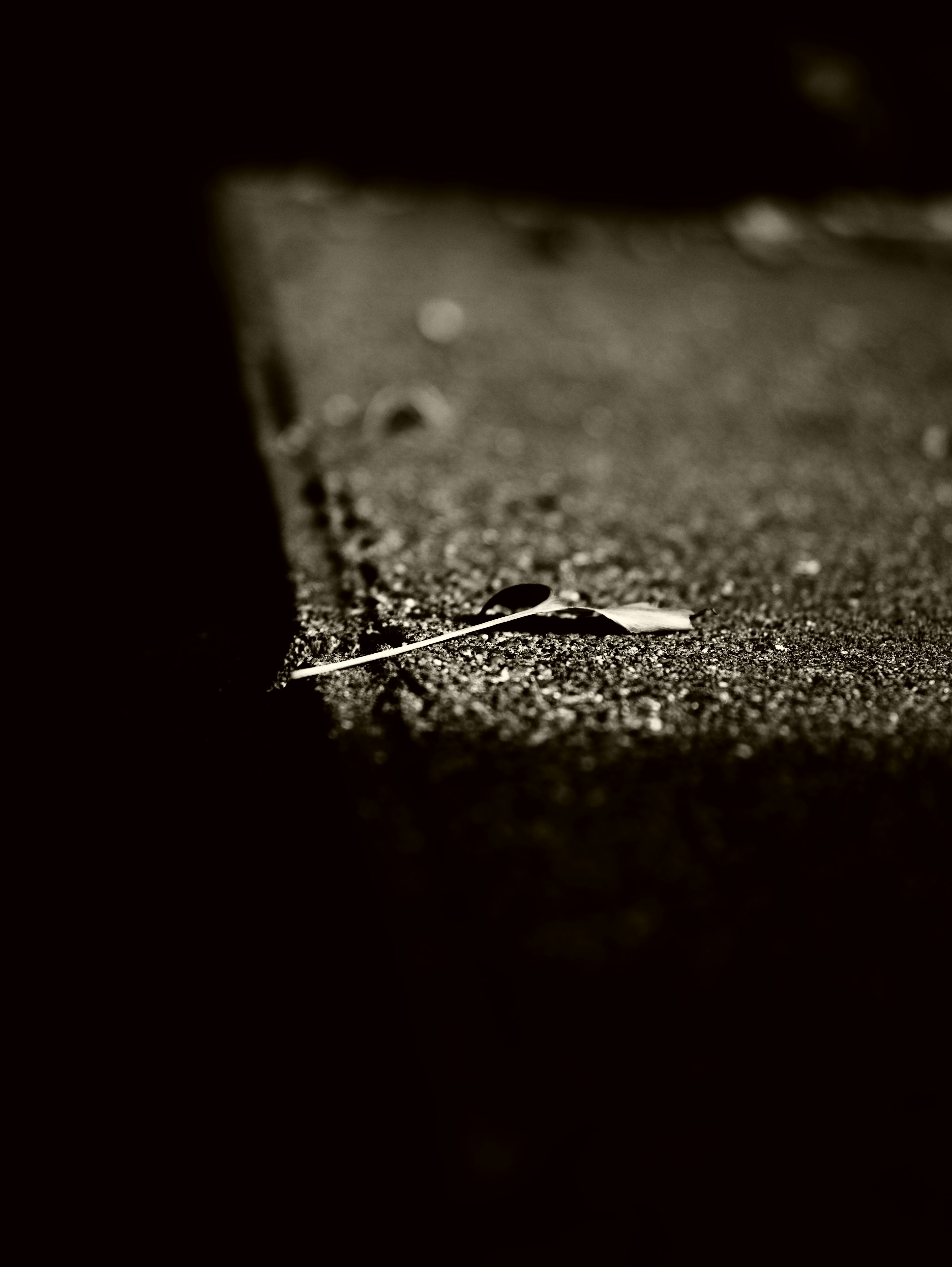 Imagen en blanco y negro de una pequeña hoja sobre una superficie oscura