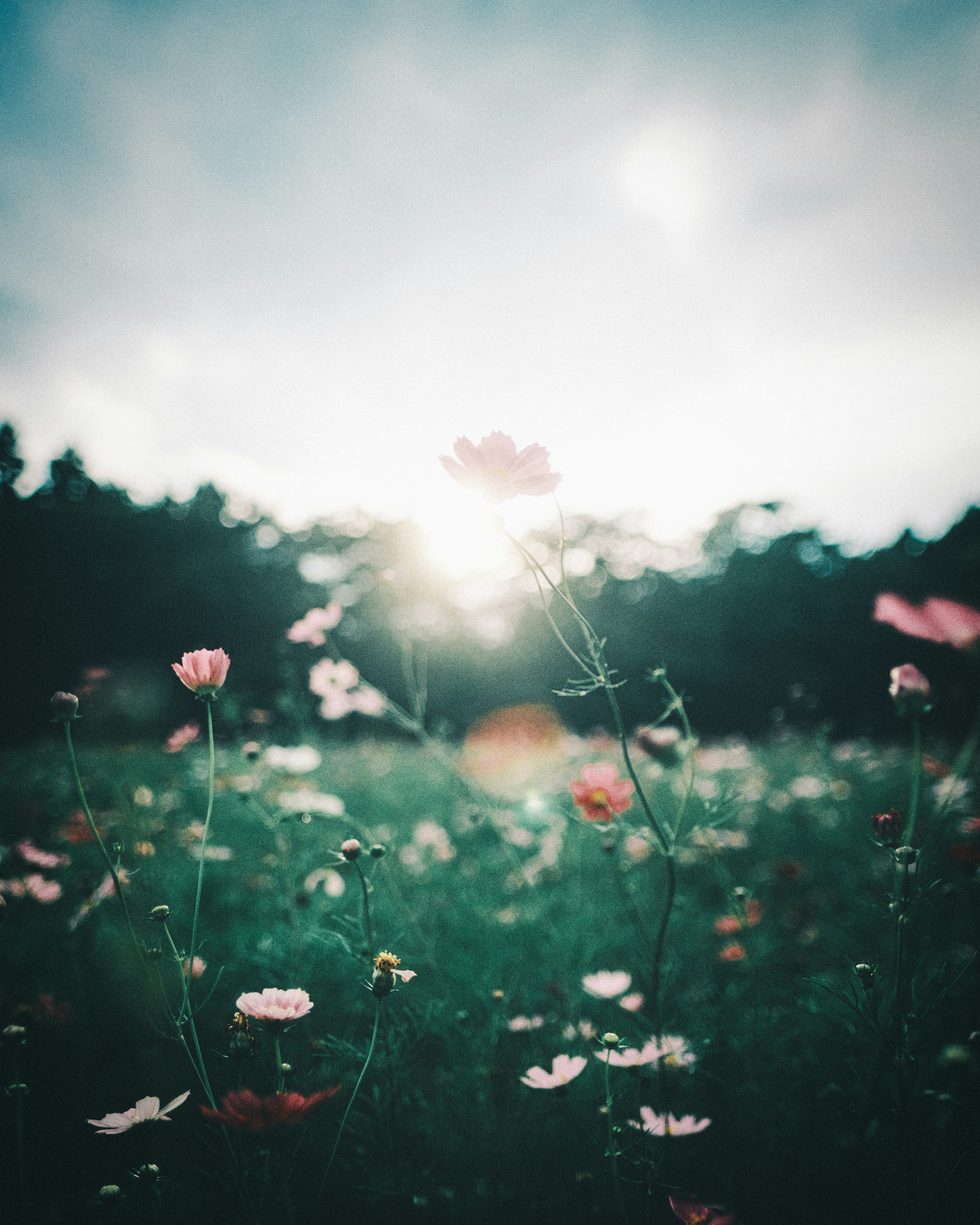 柔らかい光の中で咲く花々の風景