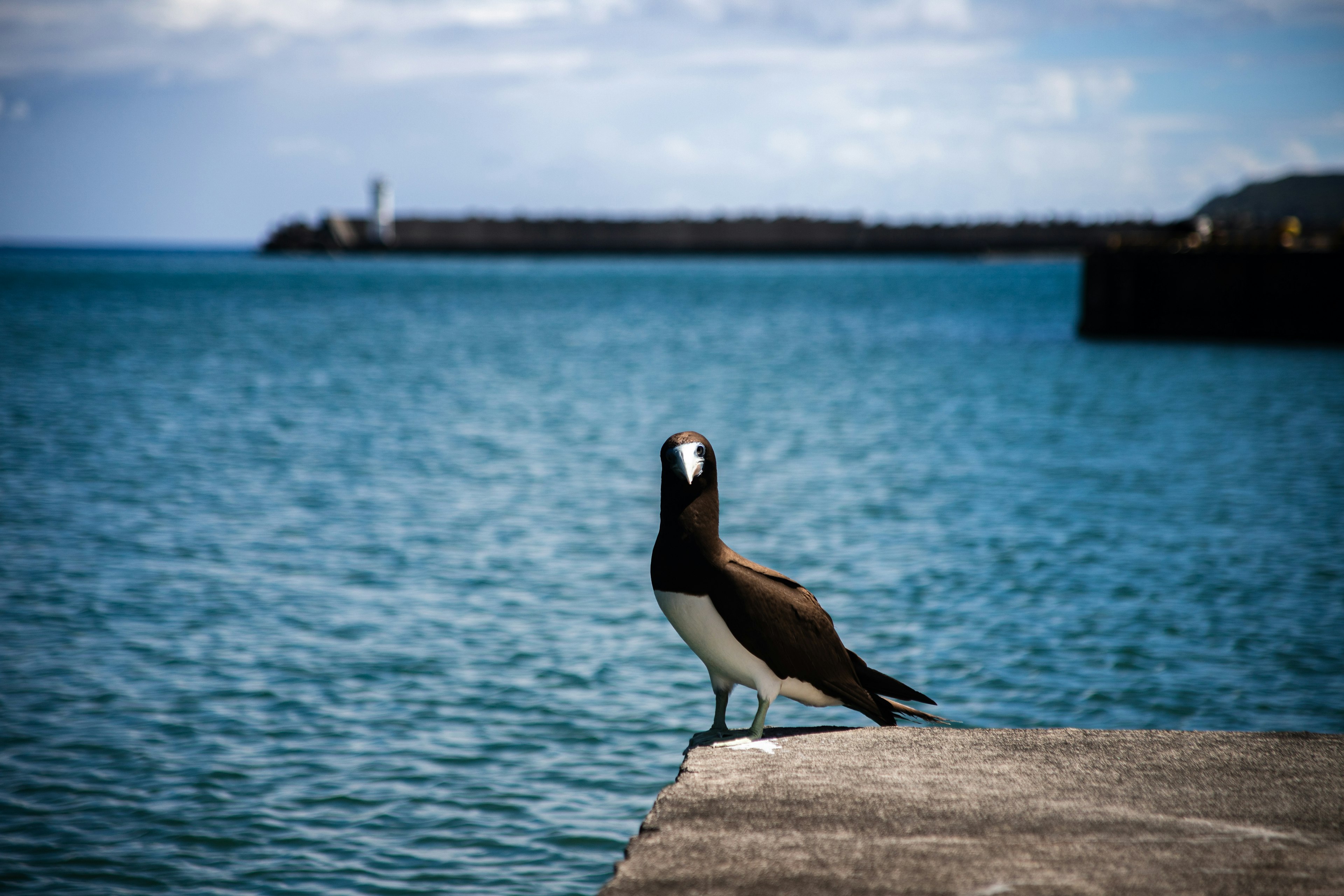 海の近くに立つ鳥の姿と背景に灯台が見える