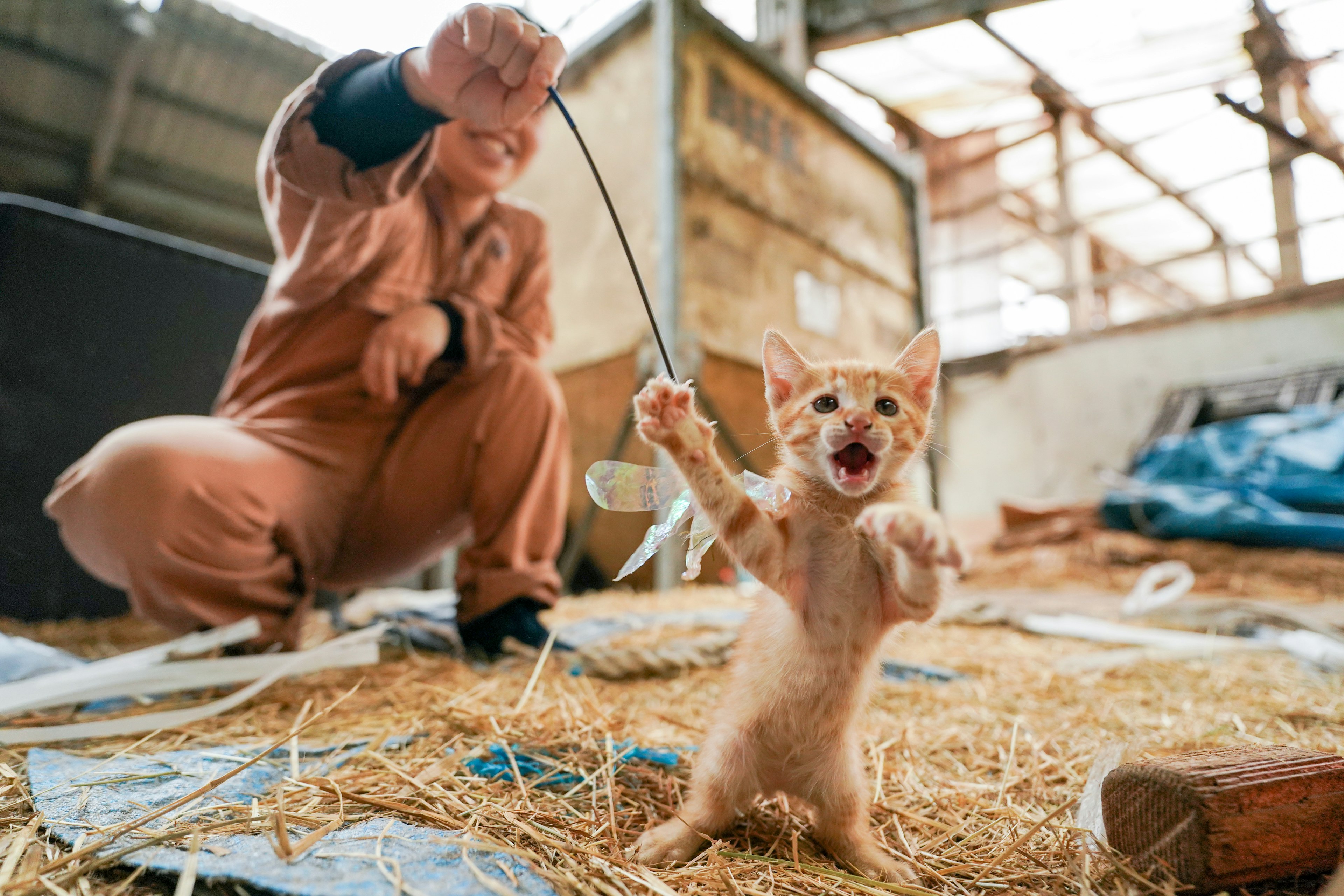 A playful orange kitten engaging with a person in a casual setting