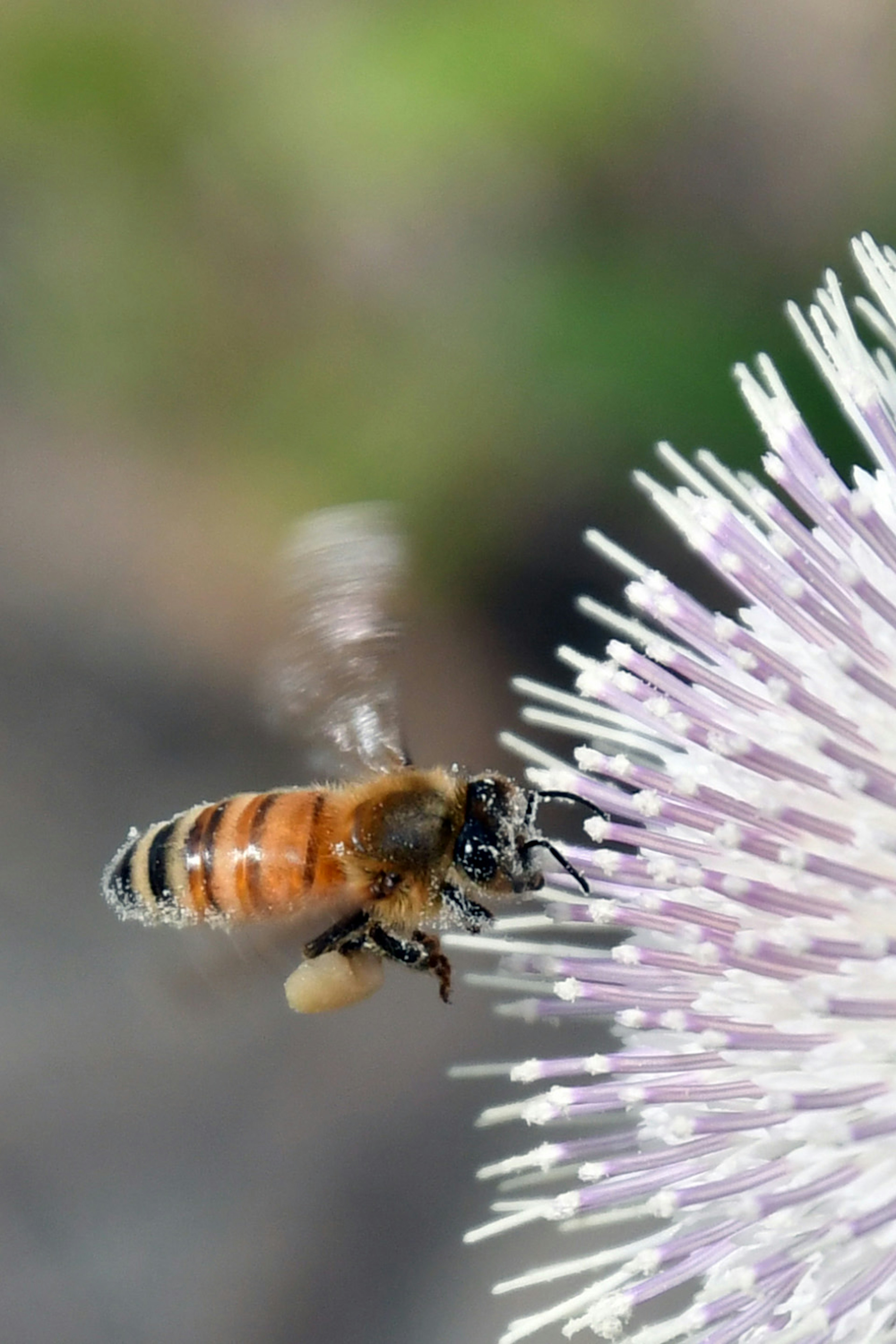 Un'ape che fluttua vicino a un fiore viola