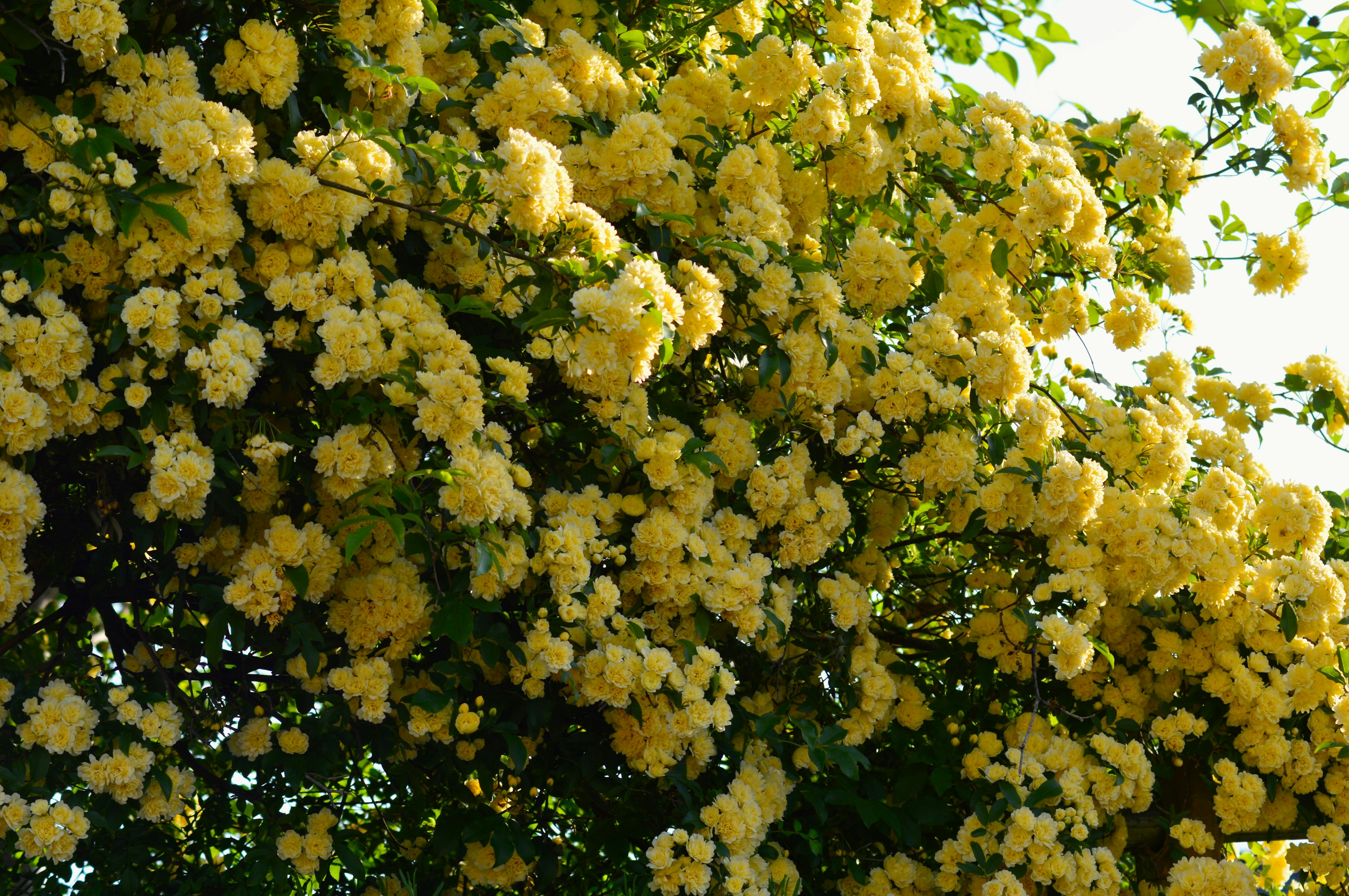 Primer plano de una rama de árbol cubierta de flores amarillas vibrantes