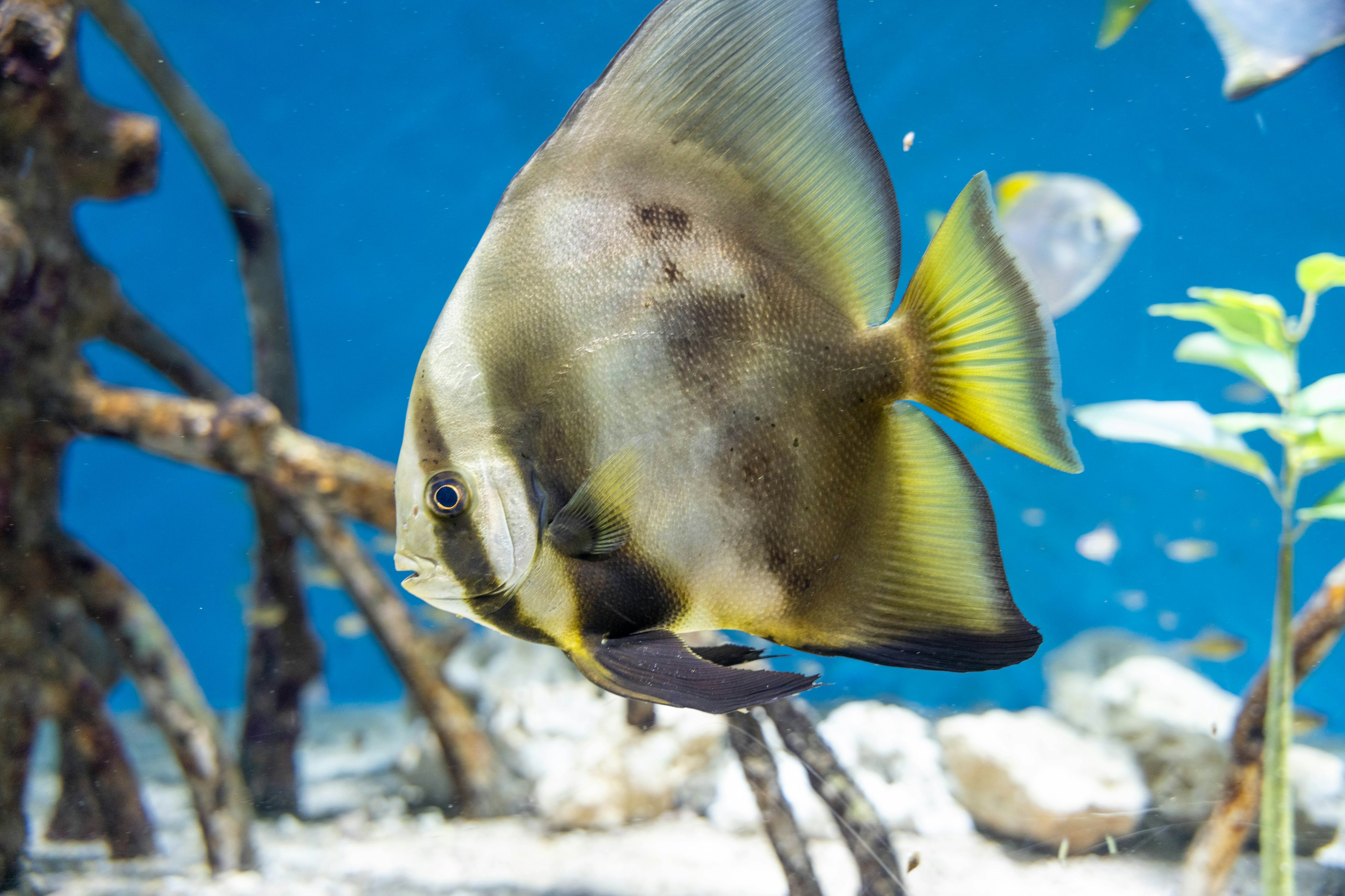 Photo of a fish swimming in an underwater scene with a blue background The fish has yellow and gray coloration with aquatic plants and stones around it