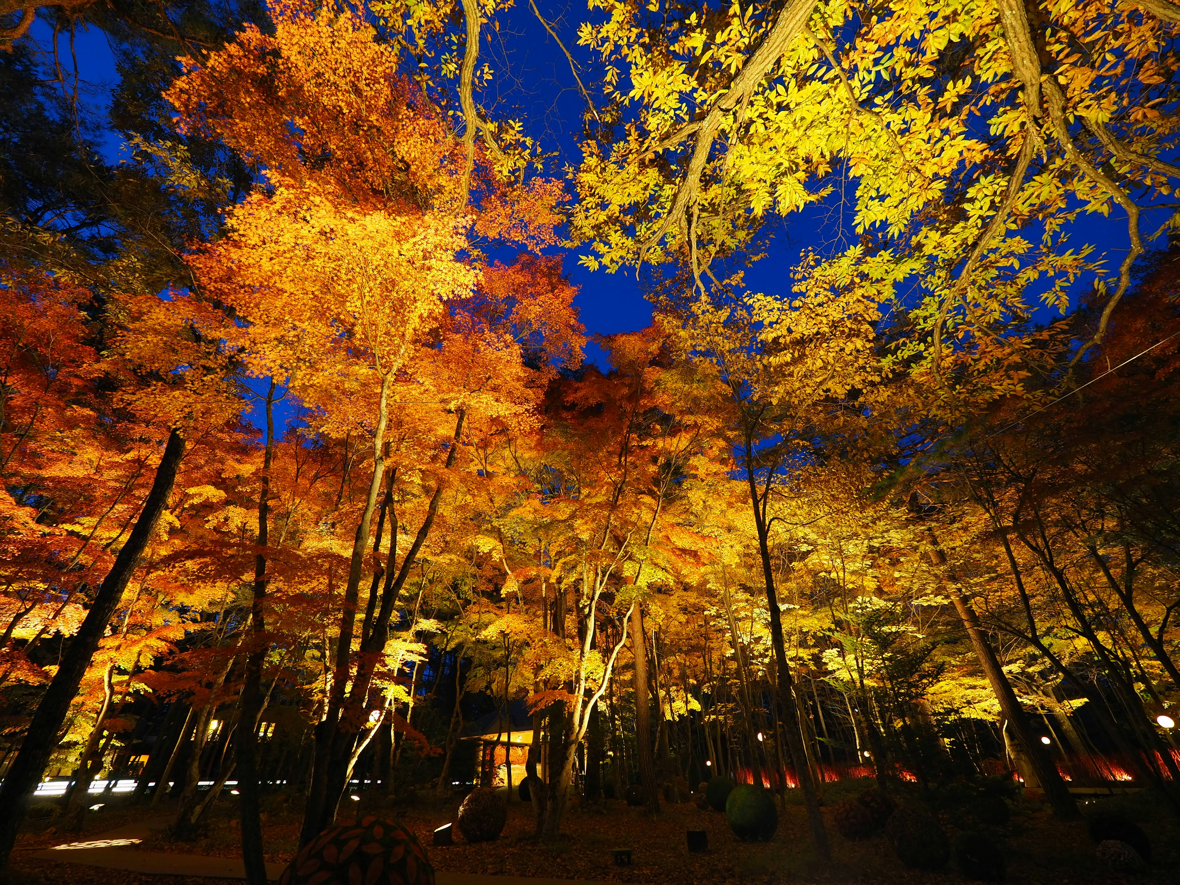 夜空の下で明るく照らされた紅葉した木々の風景