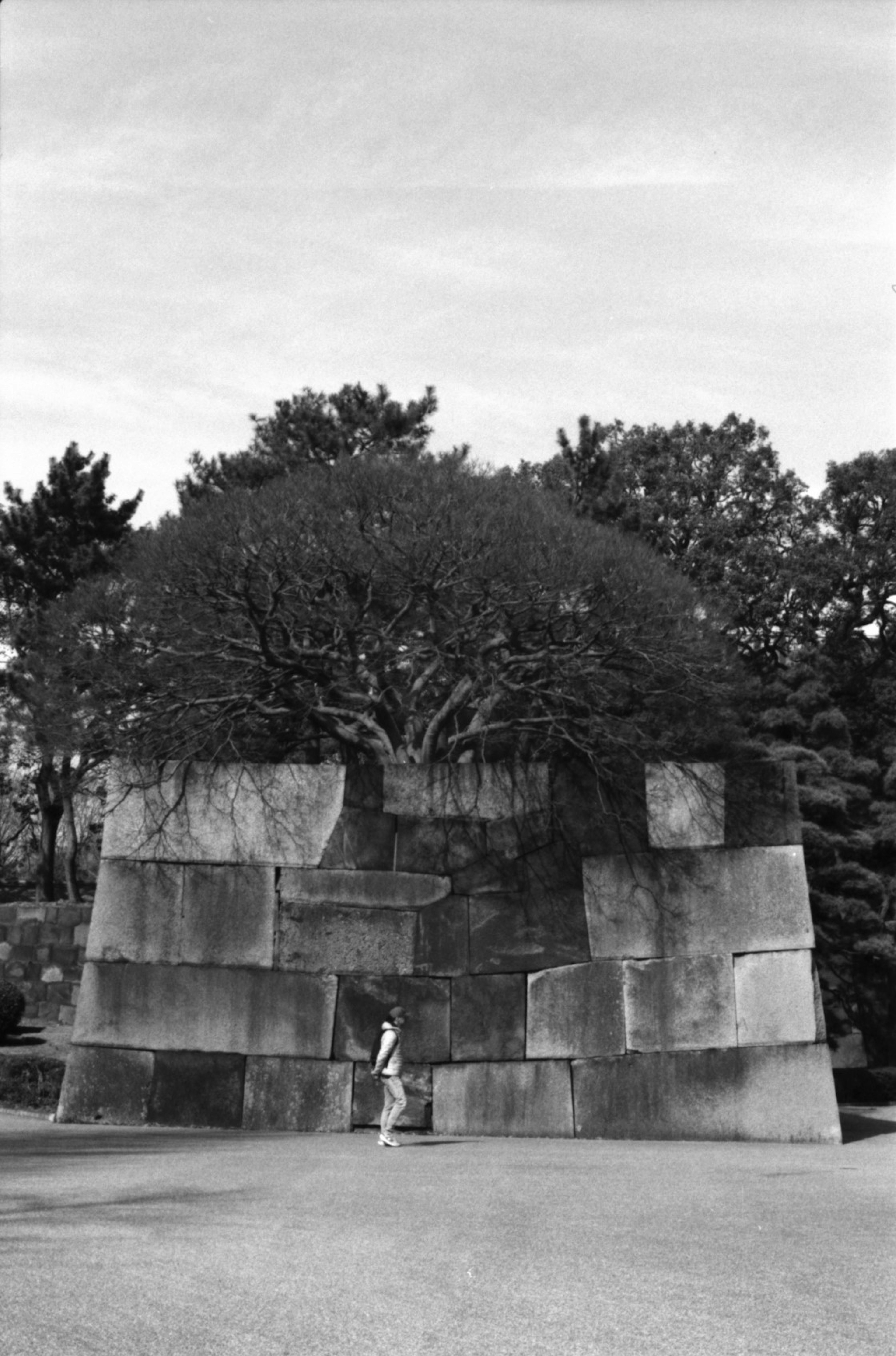 Una imagen en blanco y negro que presenta un gran árbol encima de una estructura de muro de piedra