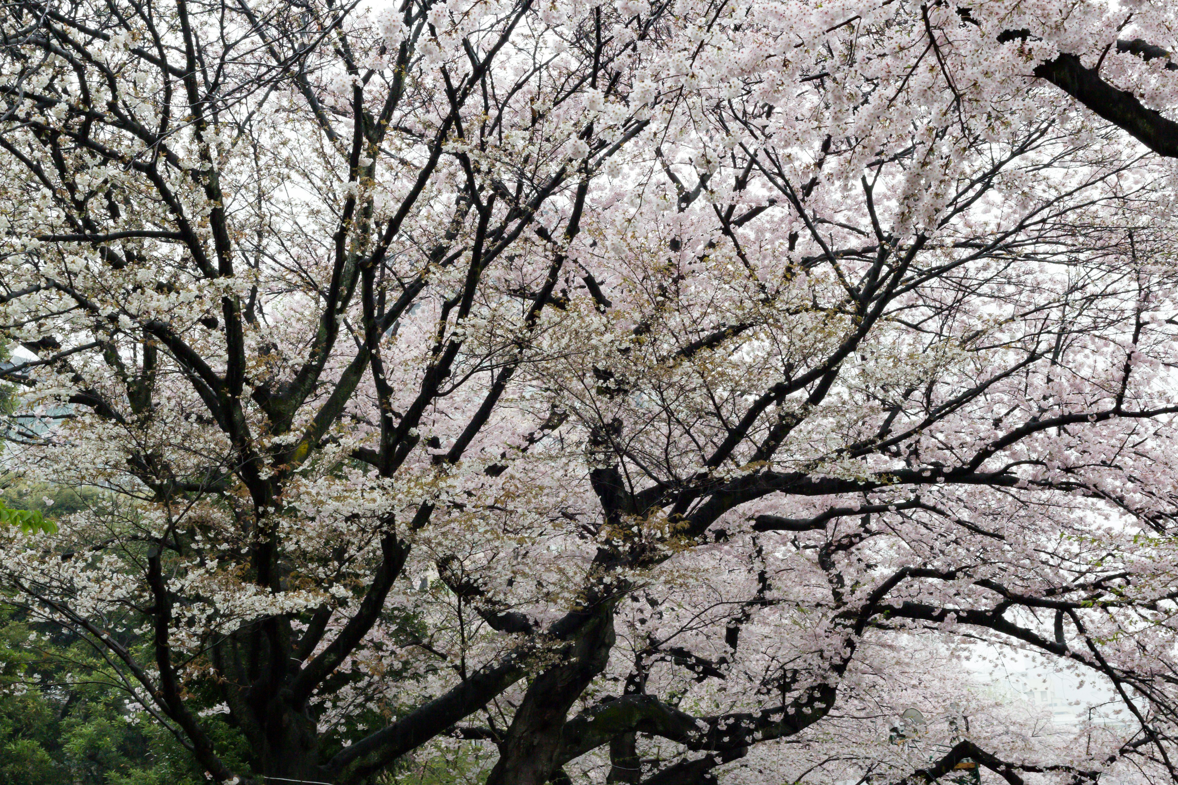 ทิวทัศน์ที่สวยงามของต้นซากุระที่บานเต็มที่