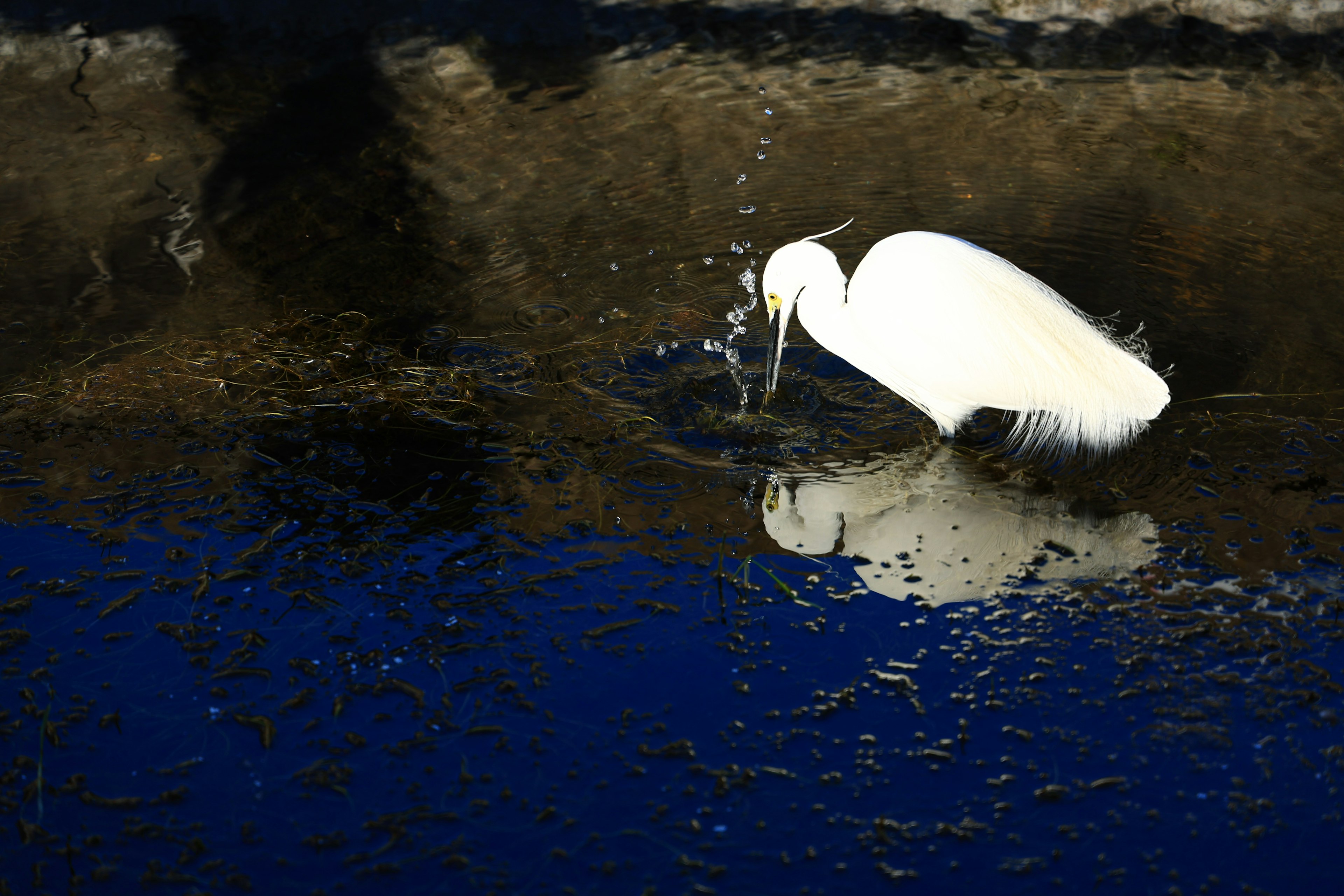 Seekor bangau putih berburu ikan di permukaan air biru yang reflektif