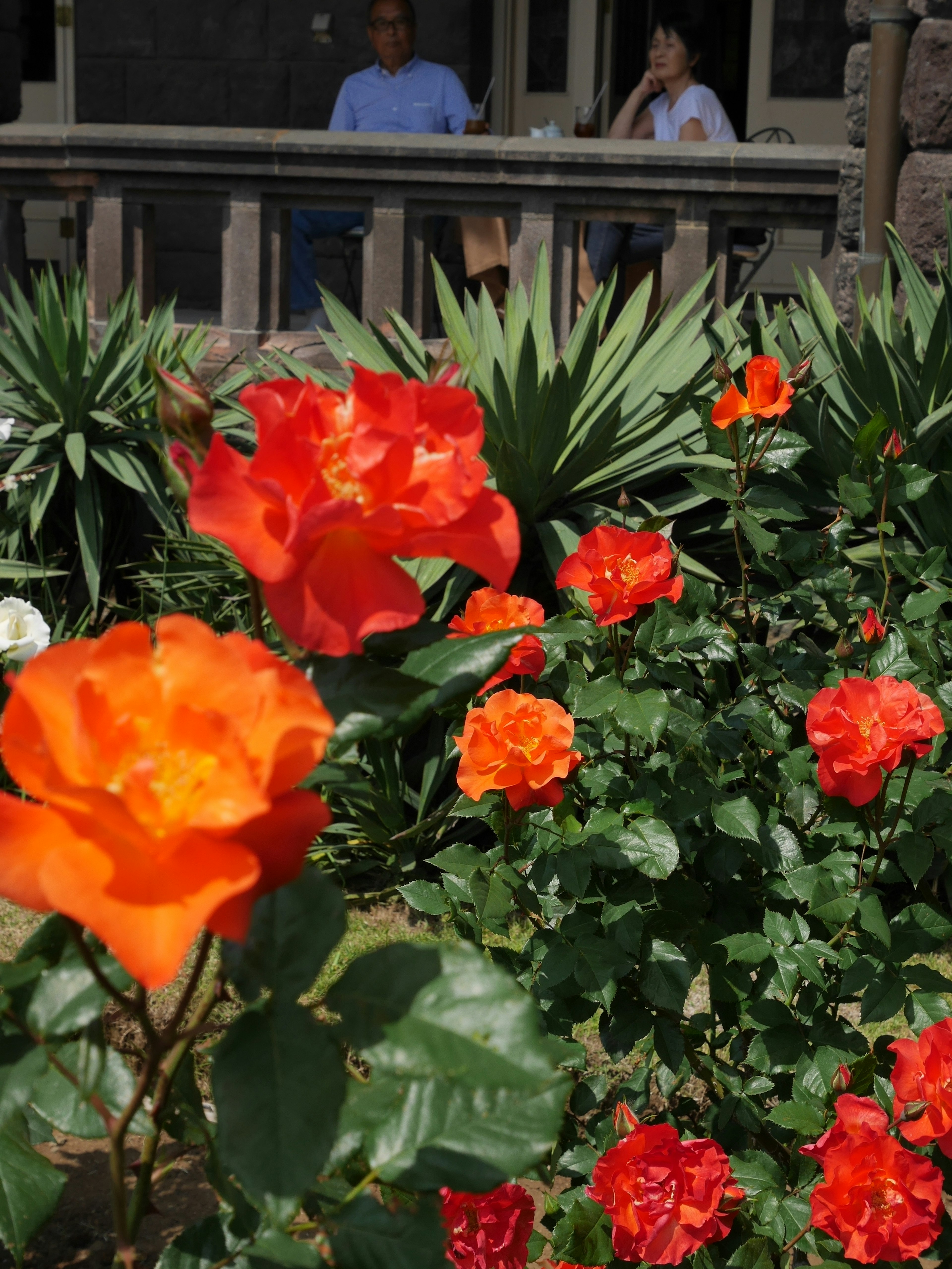 Un jardin avec des roses rouges et orange vives et des personnes assises en arrière-plan