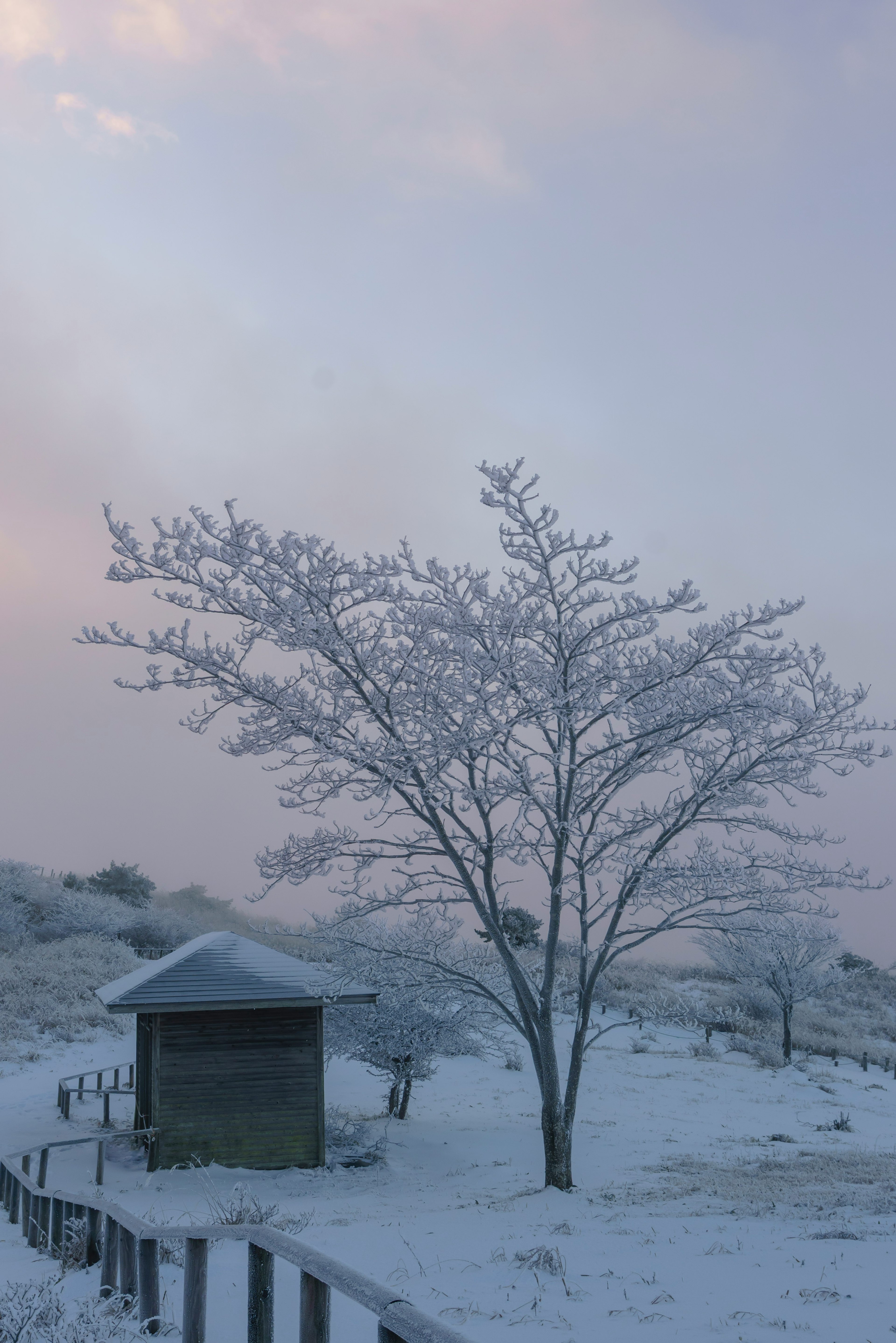 Paisaje invernal con un árbol cubierto de nieve y un pequeño refugio