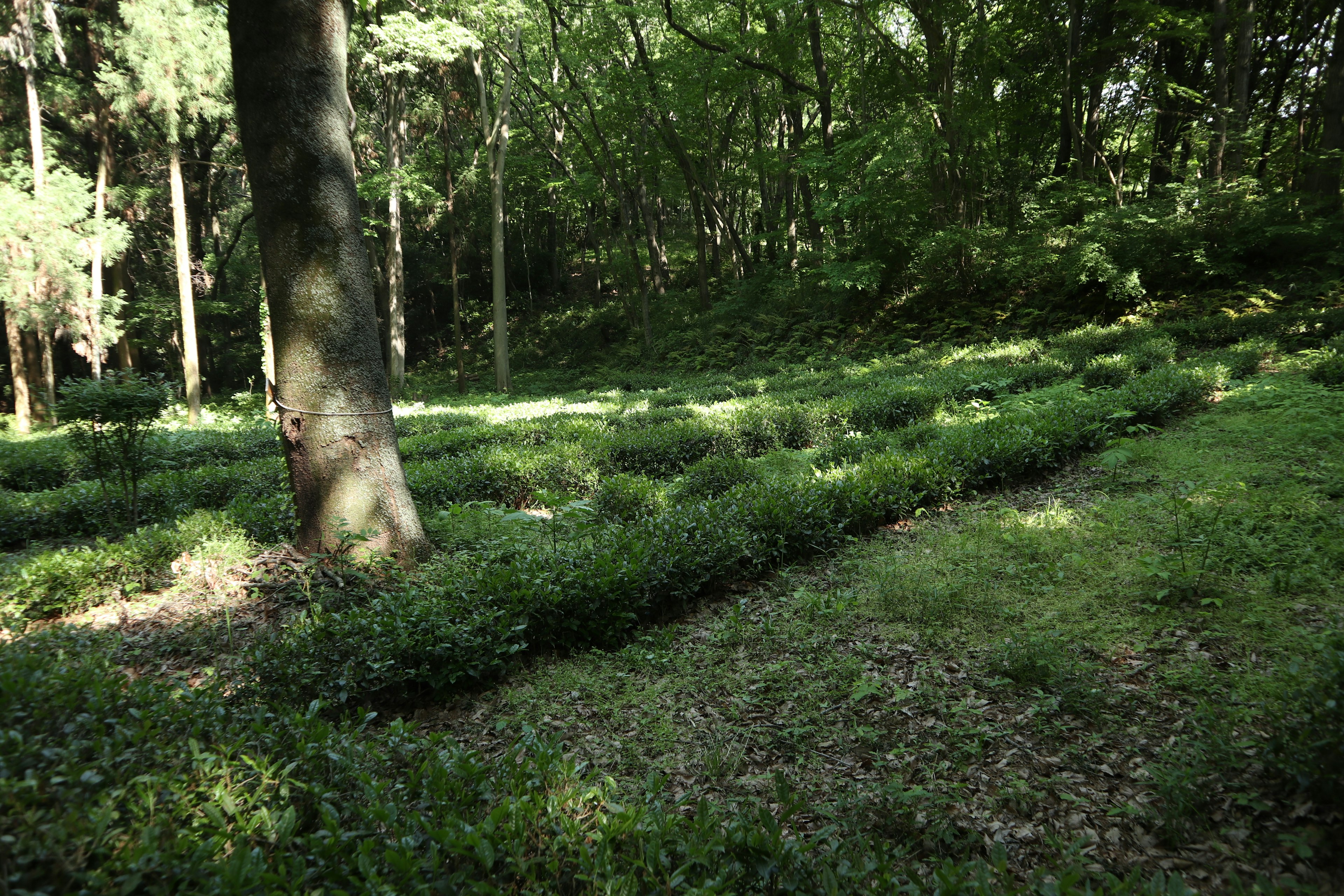 Bosque frondoso con filas de plantas ordenadas