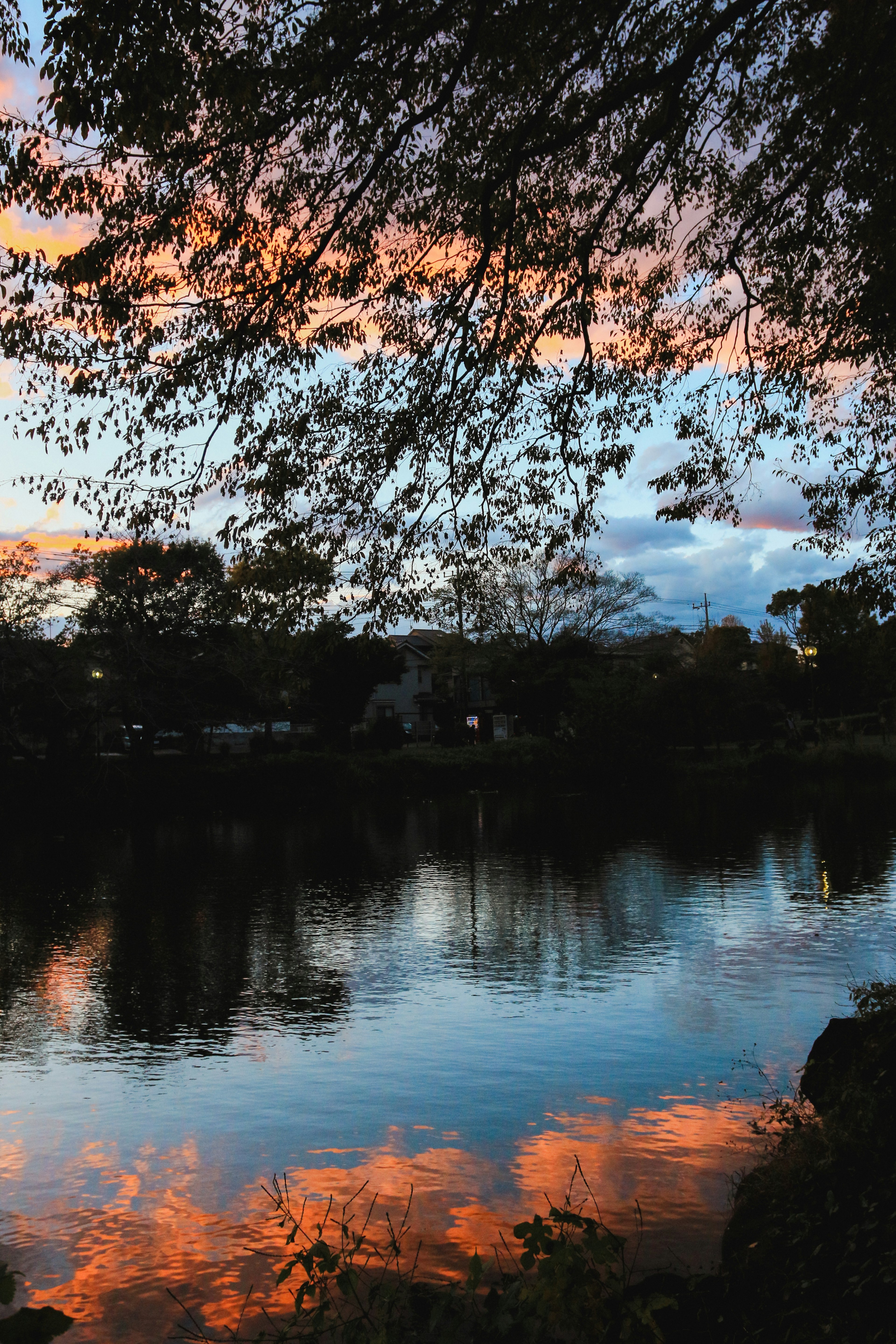 Vue pittoresque d'un lac reflétant un coucher de soleil coloré avec des branches d'arbres en haut