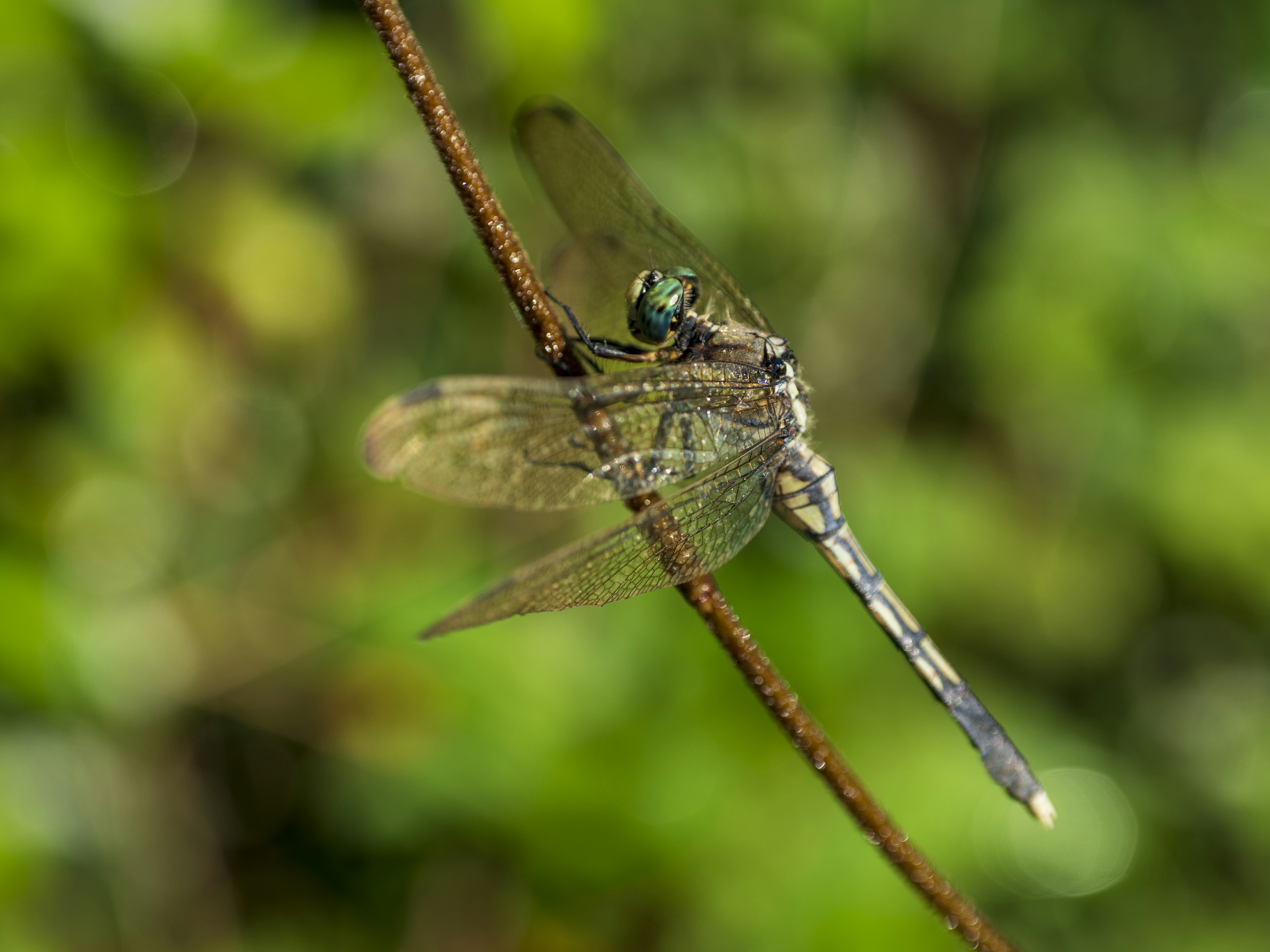 Close-up of a dragonfly perched on a twig against a green background