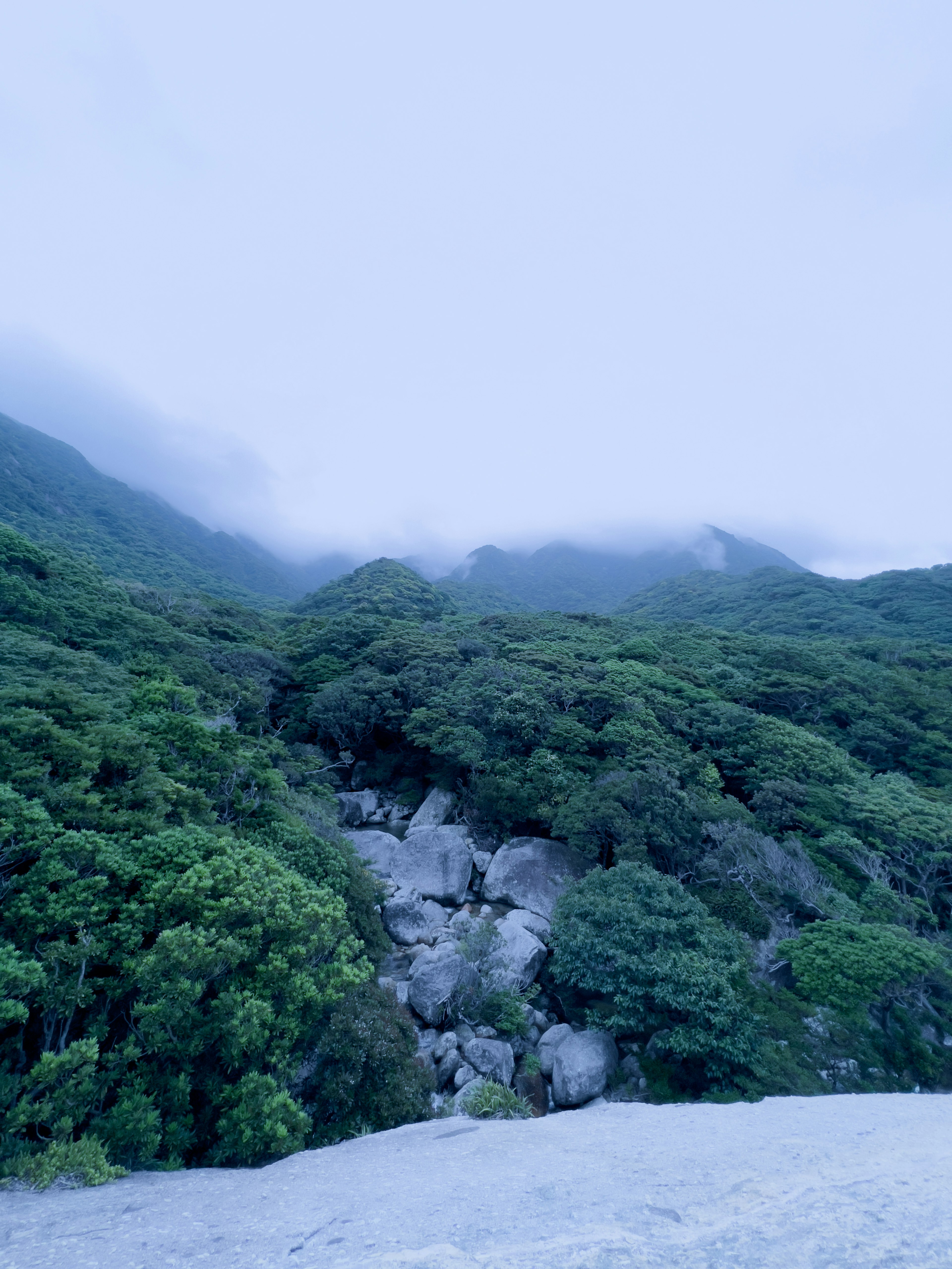 霧に包まれた山々と緑豊かな森林の風景