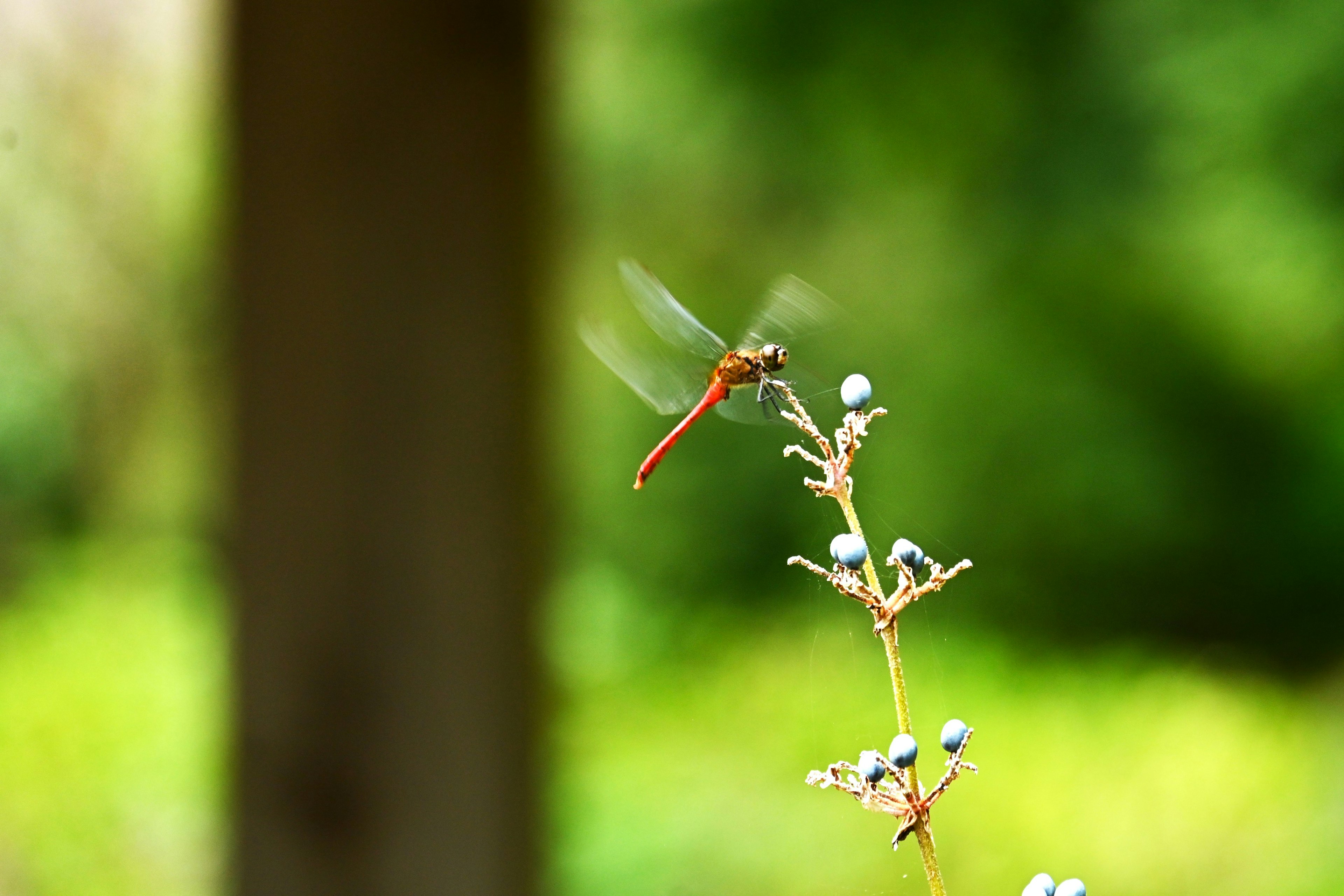 Une libellule rouge planant près d'une fleur sur un fond vert